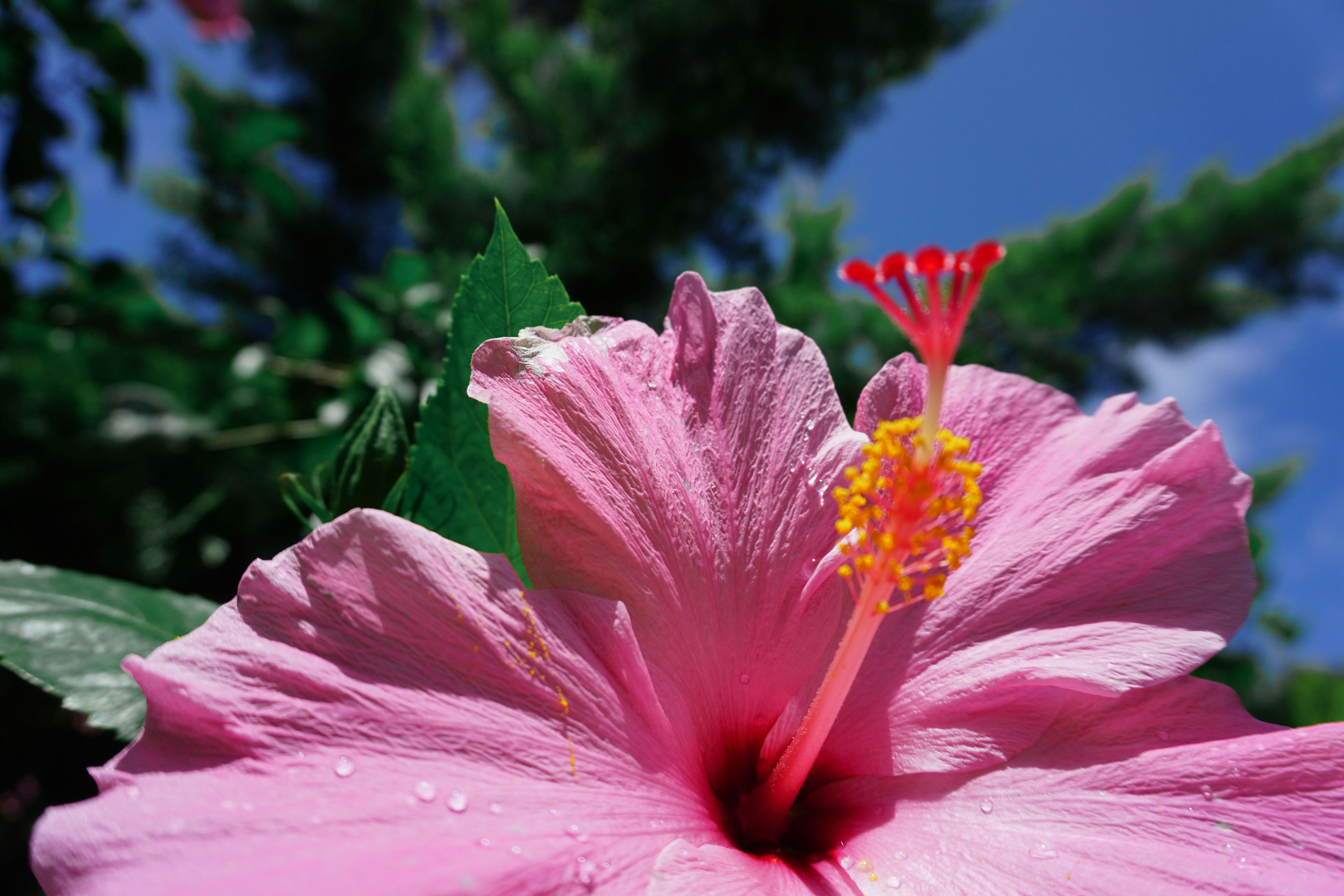 A pink hibiscus flower blooms beautifully in the sun.