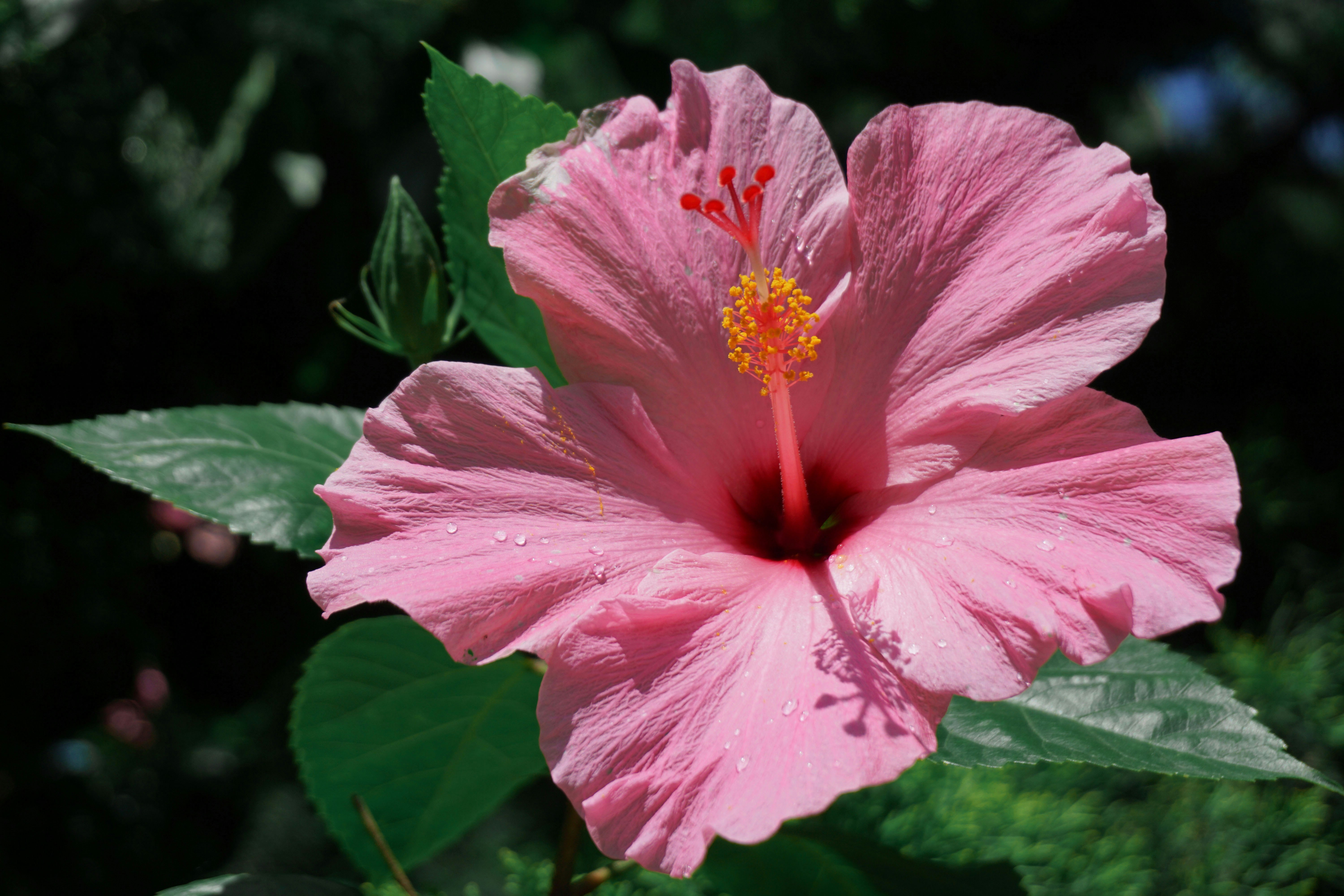 A beautiful pink hibiscus flower blooming.