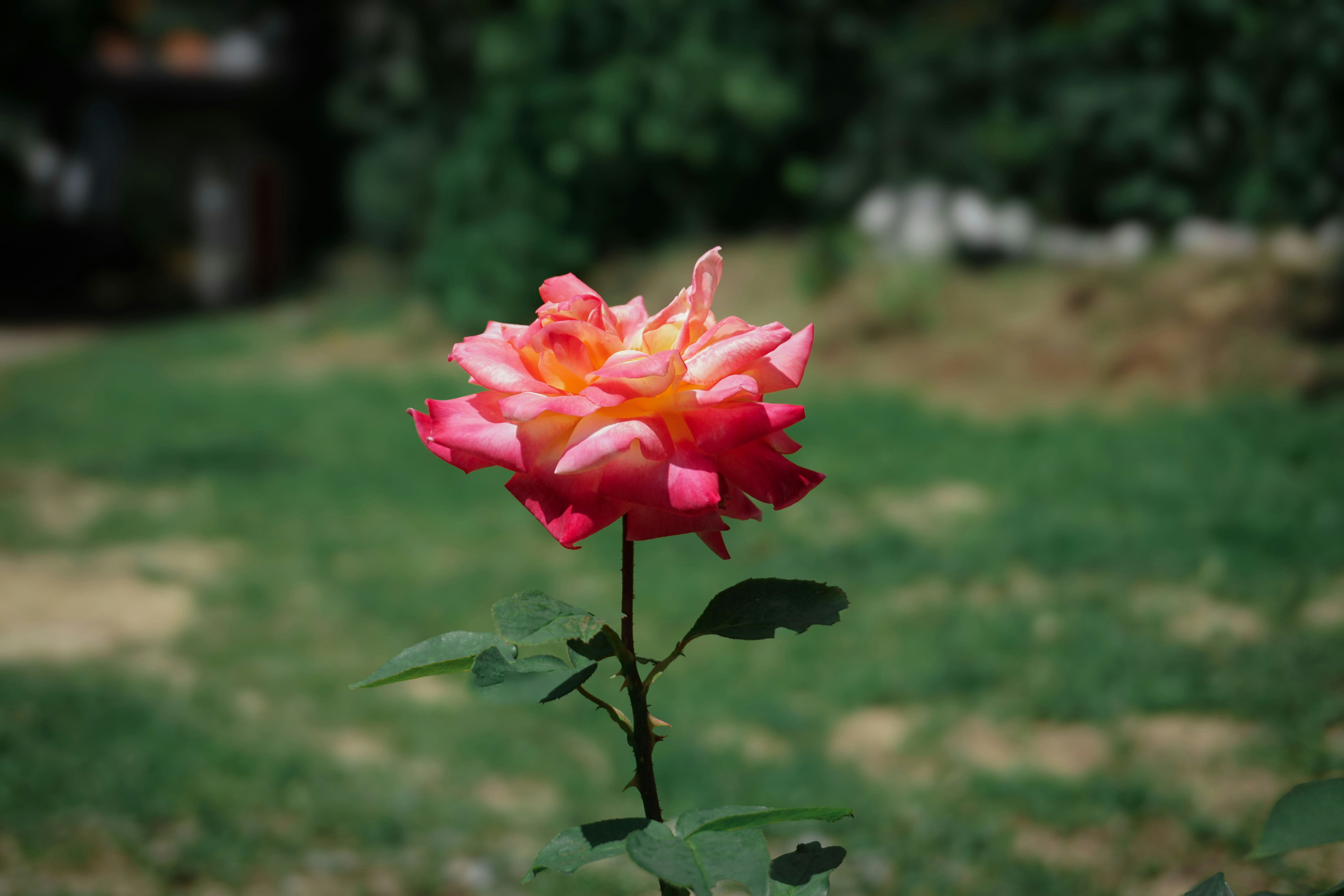 A beautiful rose blooms in the summer sun.
