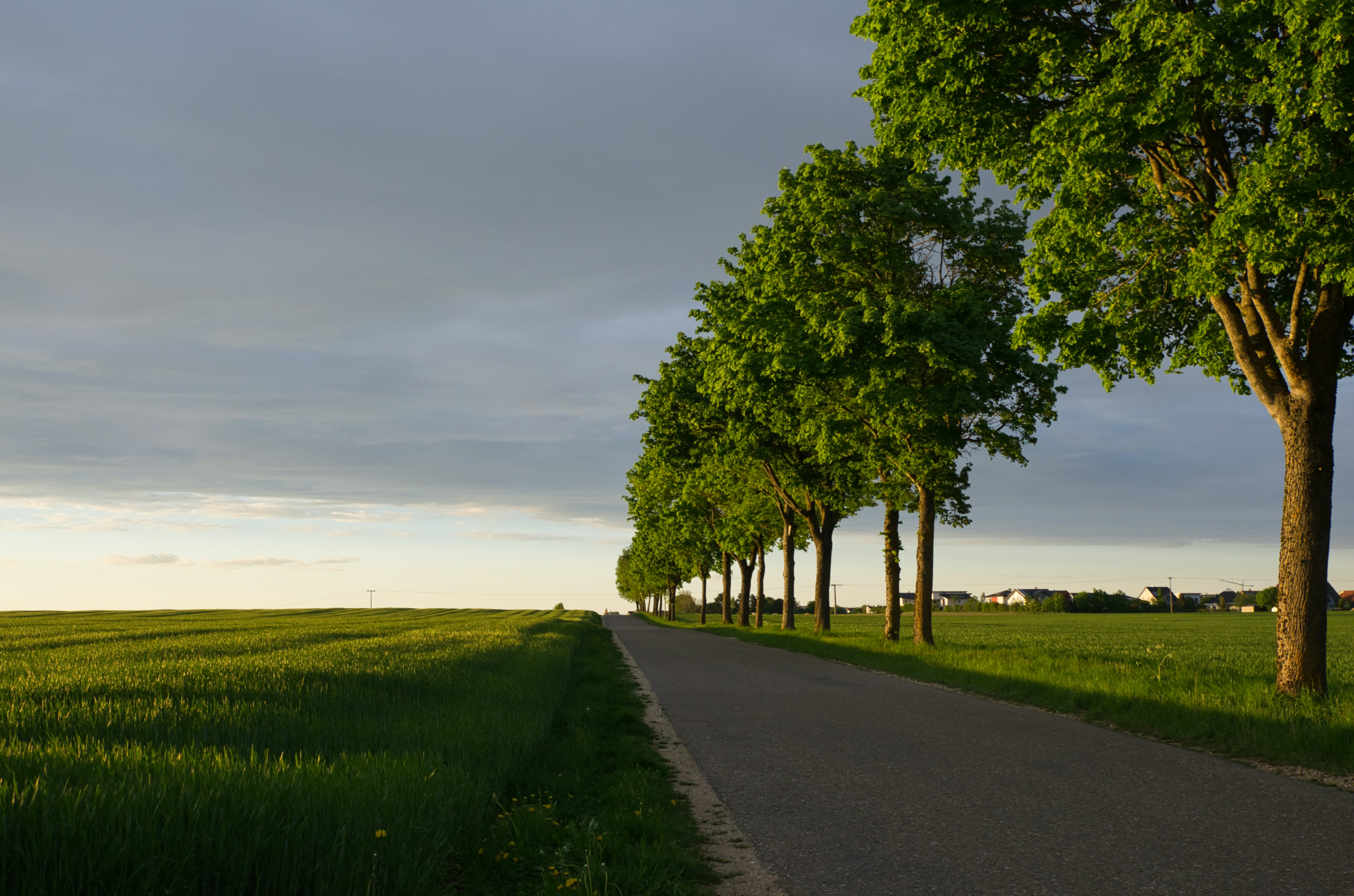A road with trees next to a green field.