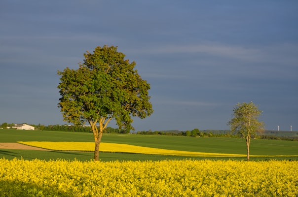 Rolling farmland fields in Willamette Valley near Lebanon Oregon