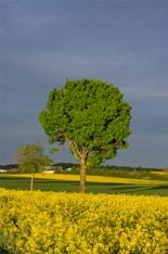 A tree stands tall in a field of yellow.