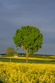 A tree stands tall in a field of yellow.