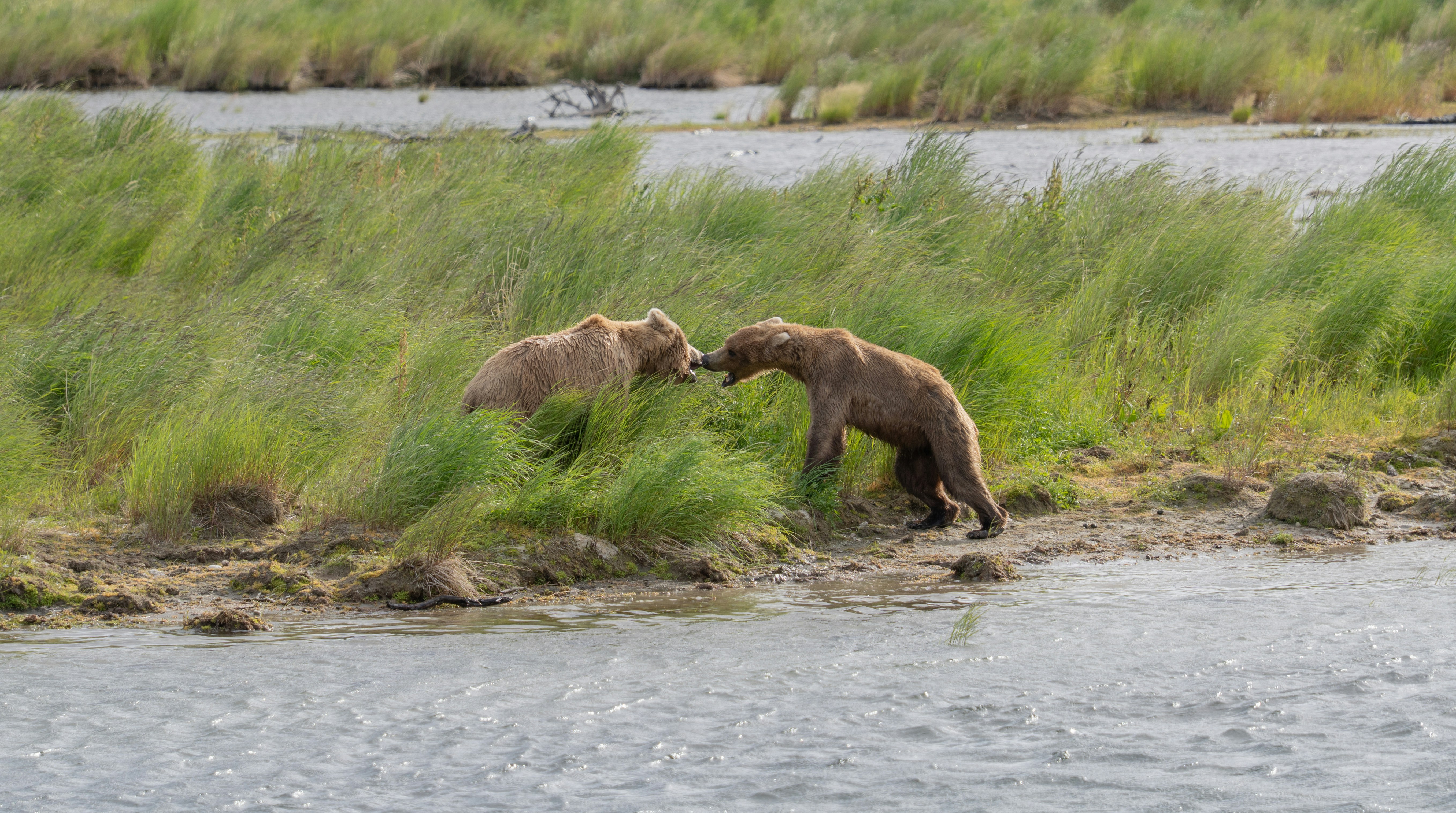Two bears interact near the water's edge.
