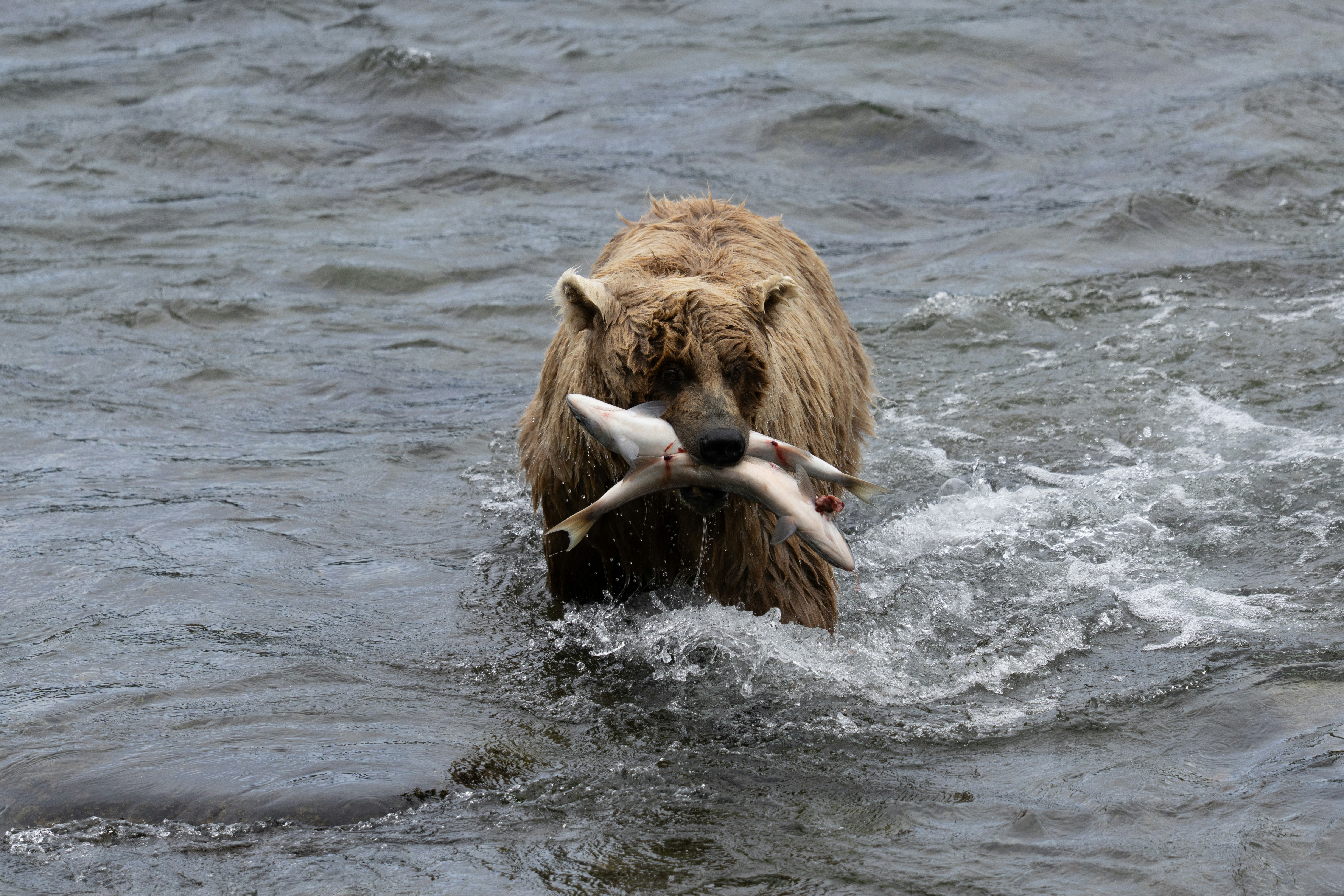 Photo by frankynevermore