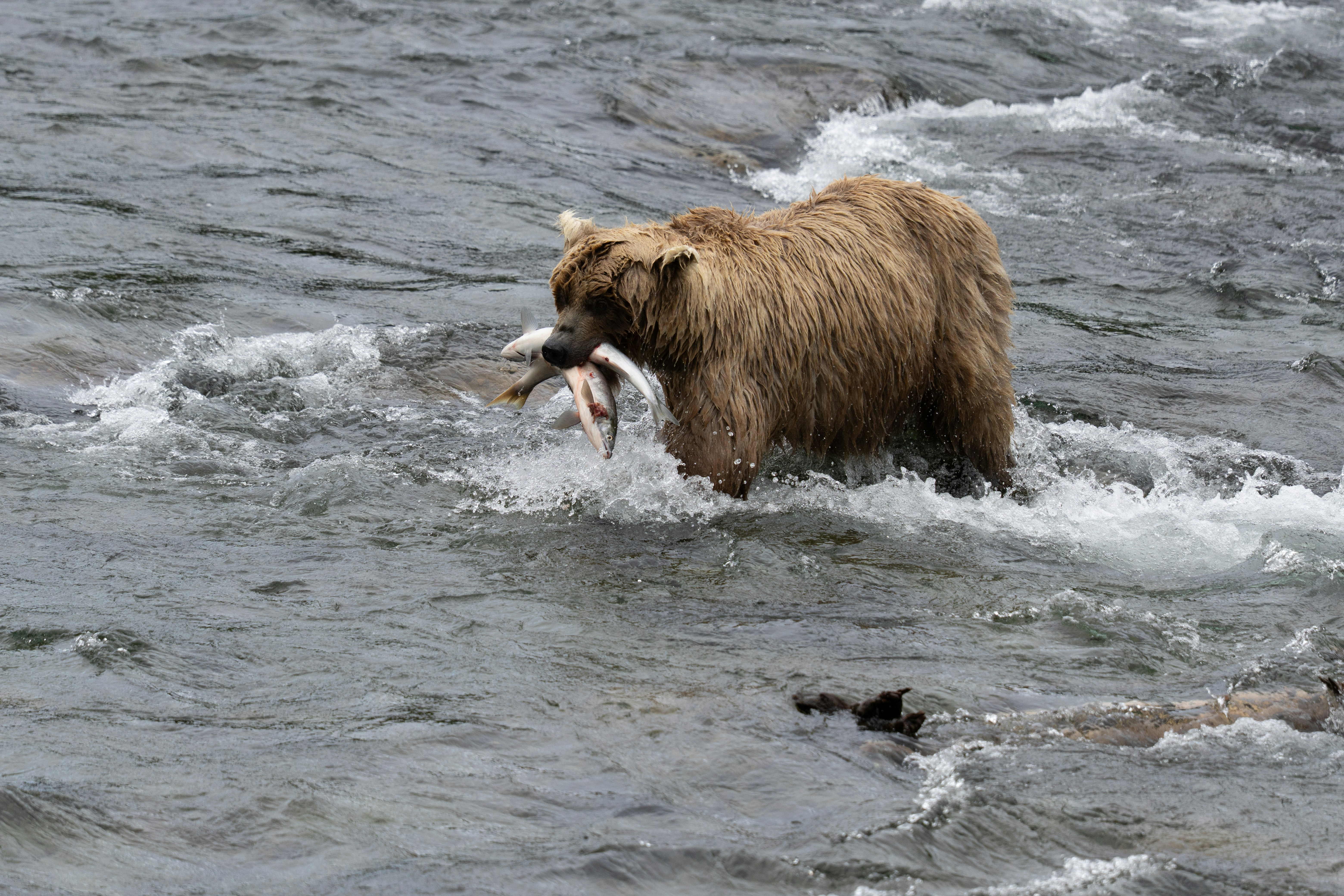 Photo by frankynevermore