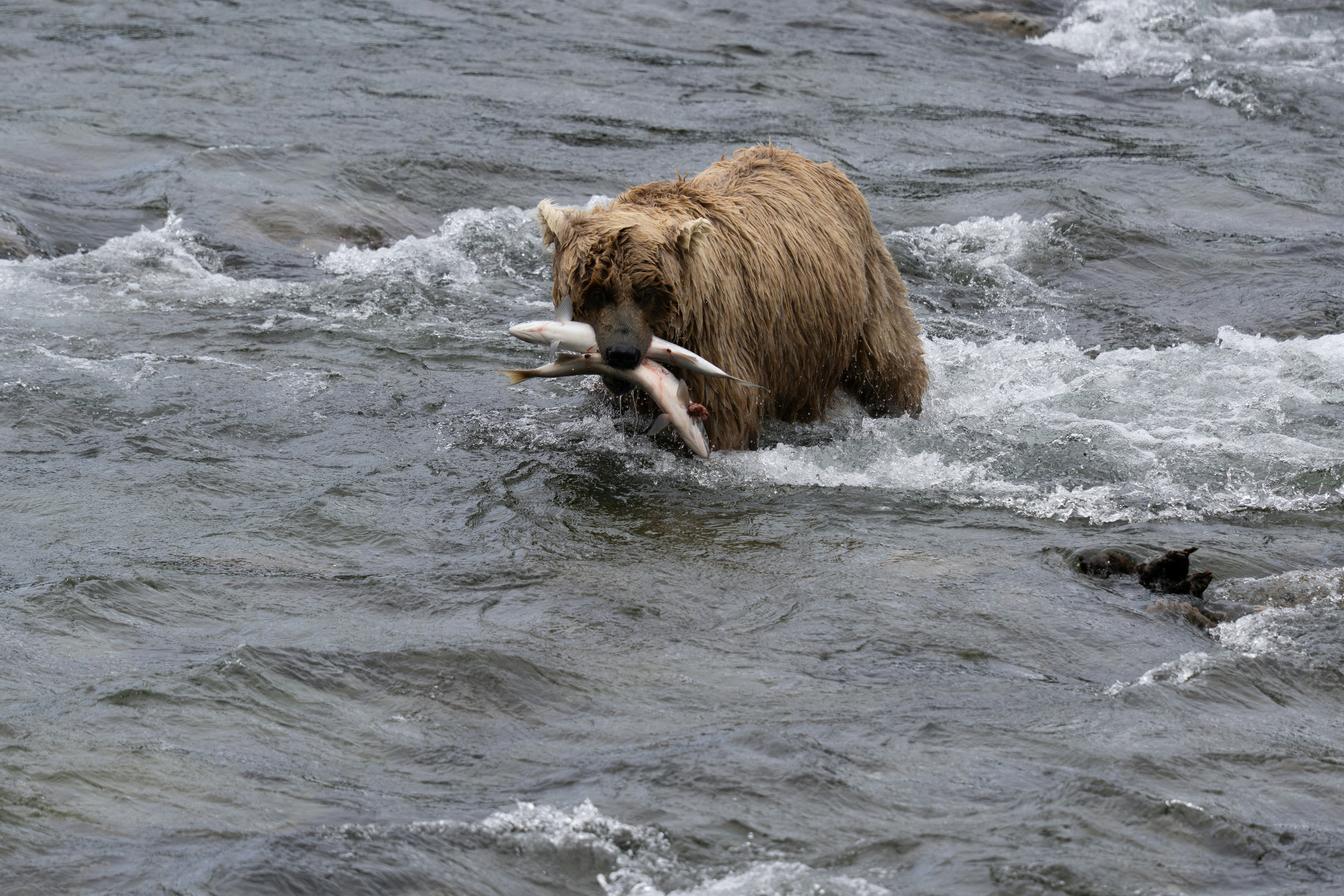 Photo by frankynevermore