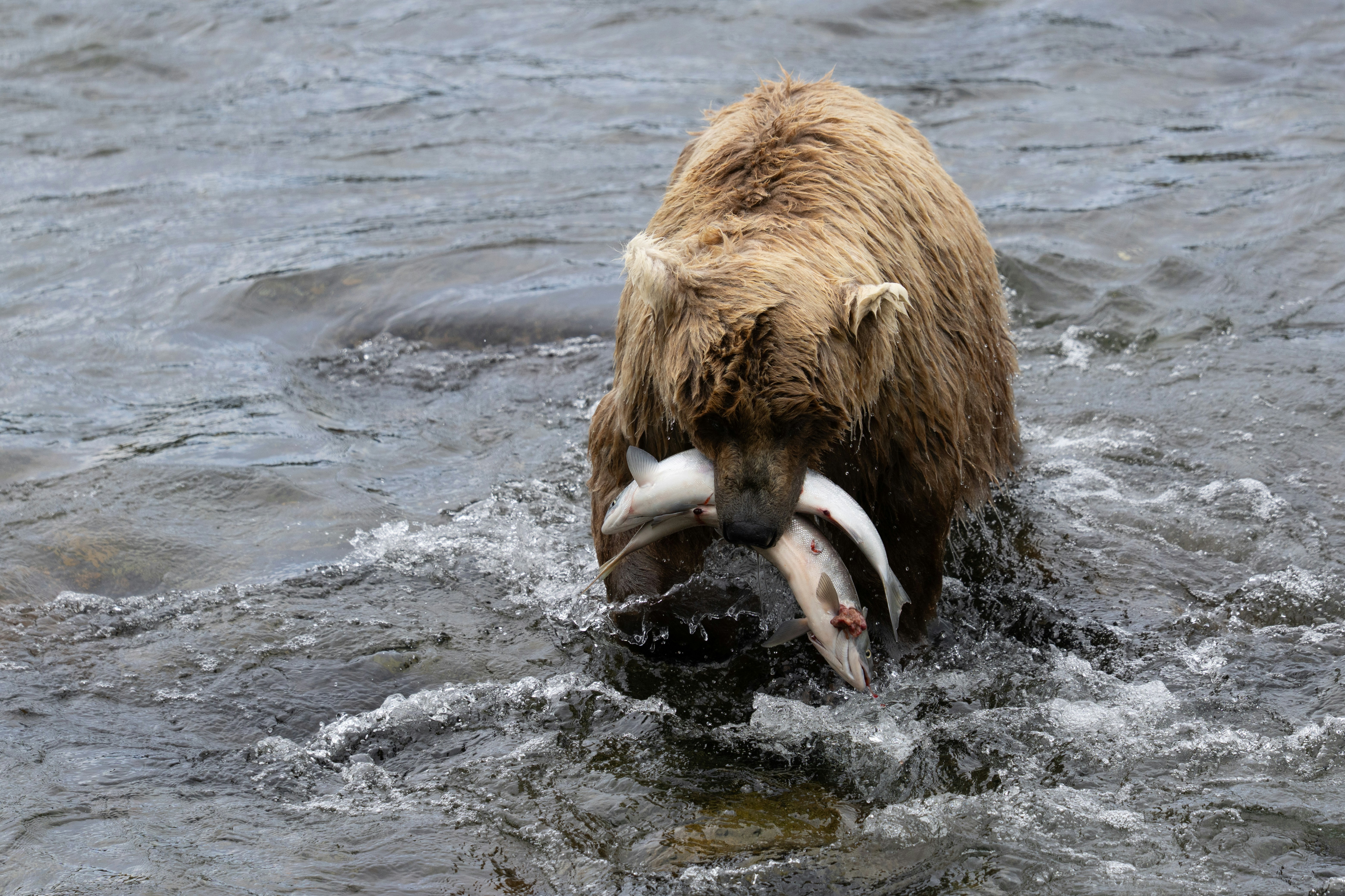 Photo by frankynevermore