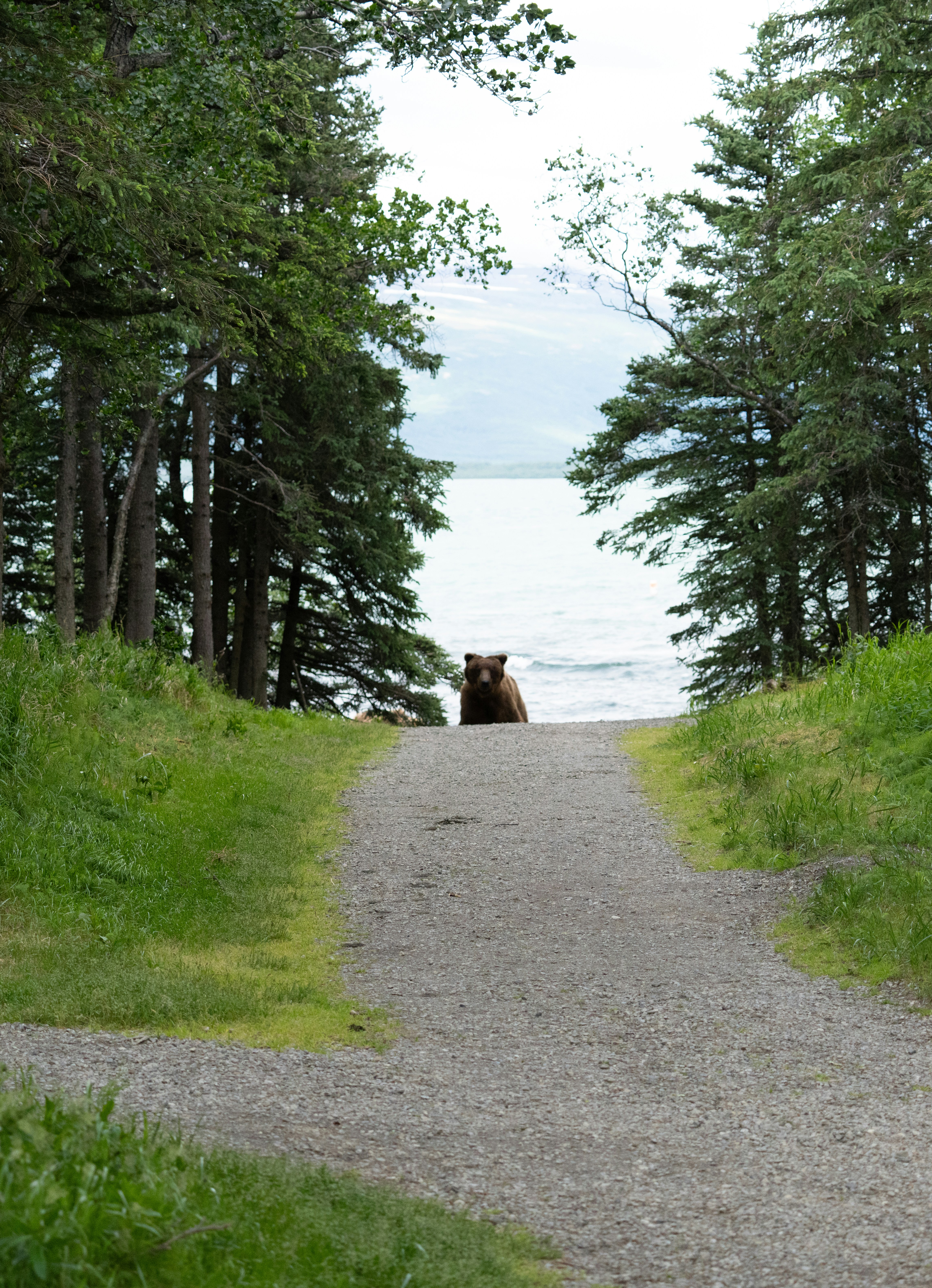 A bear stands at the end of the trail.