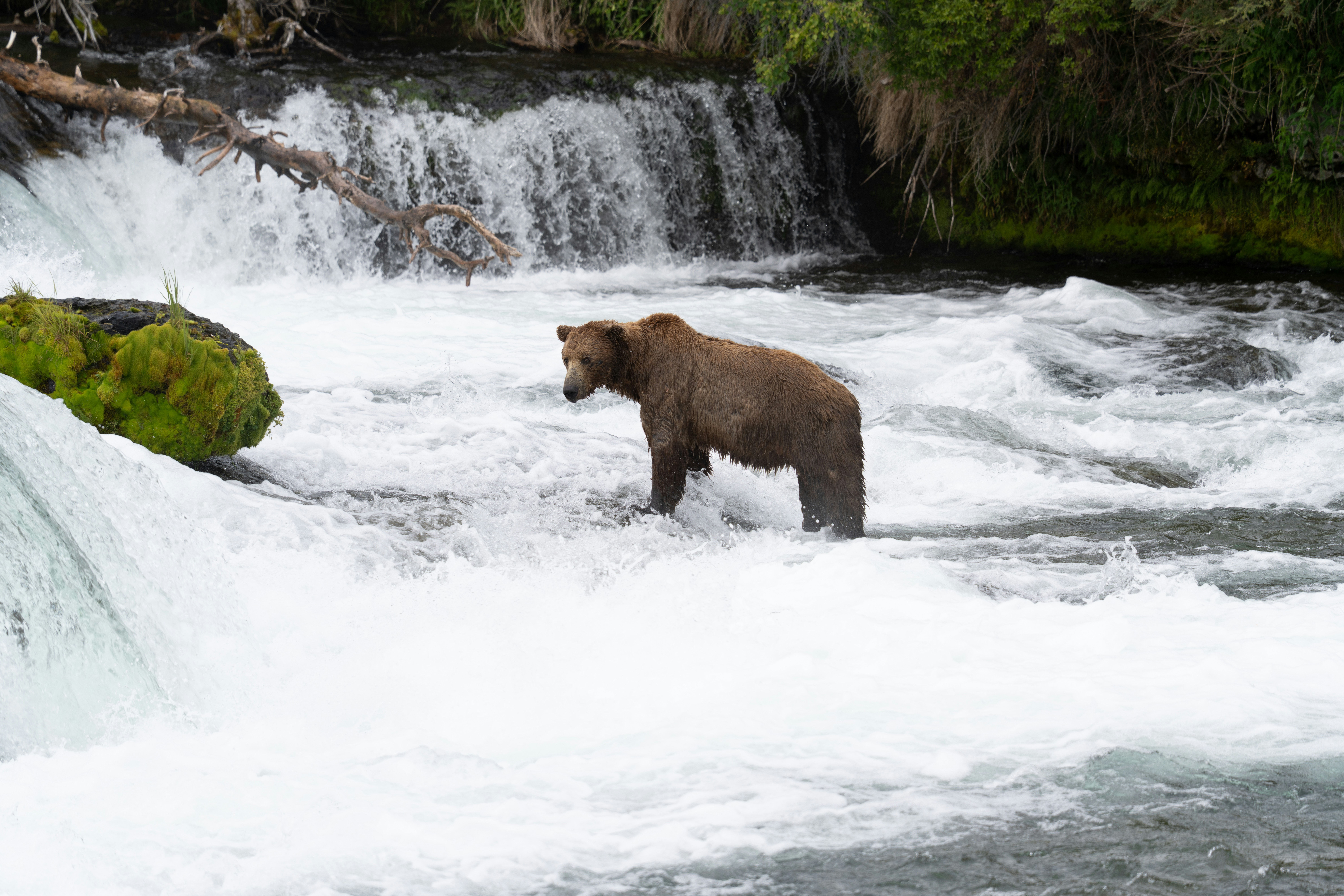 A brown bear stands in the rushing water.