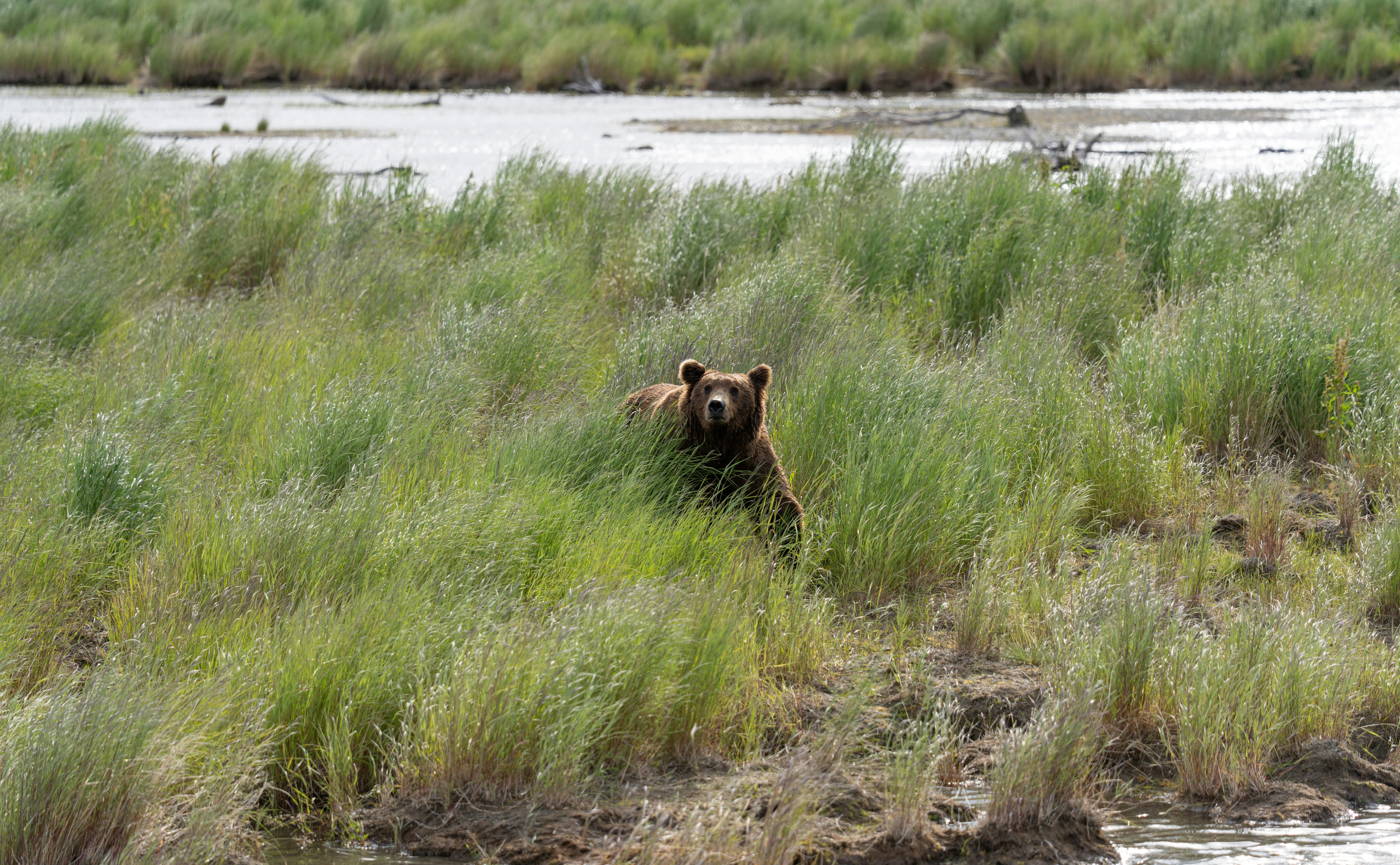 Björnens raseri i Simeå – man sårad i magen! En skrämmande vildmarkshändelse!
