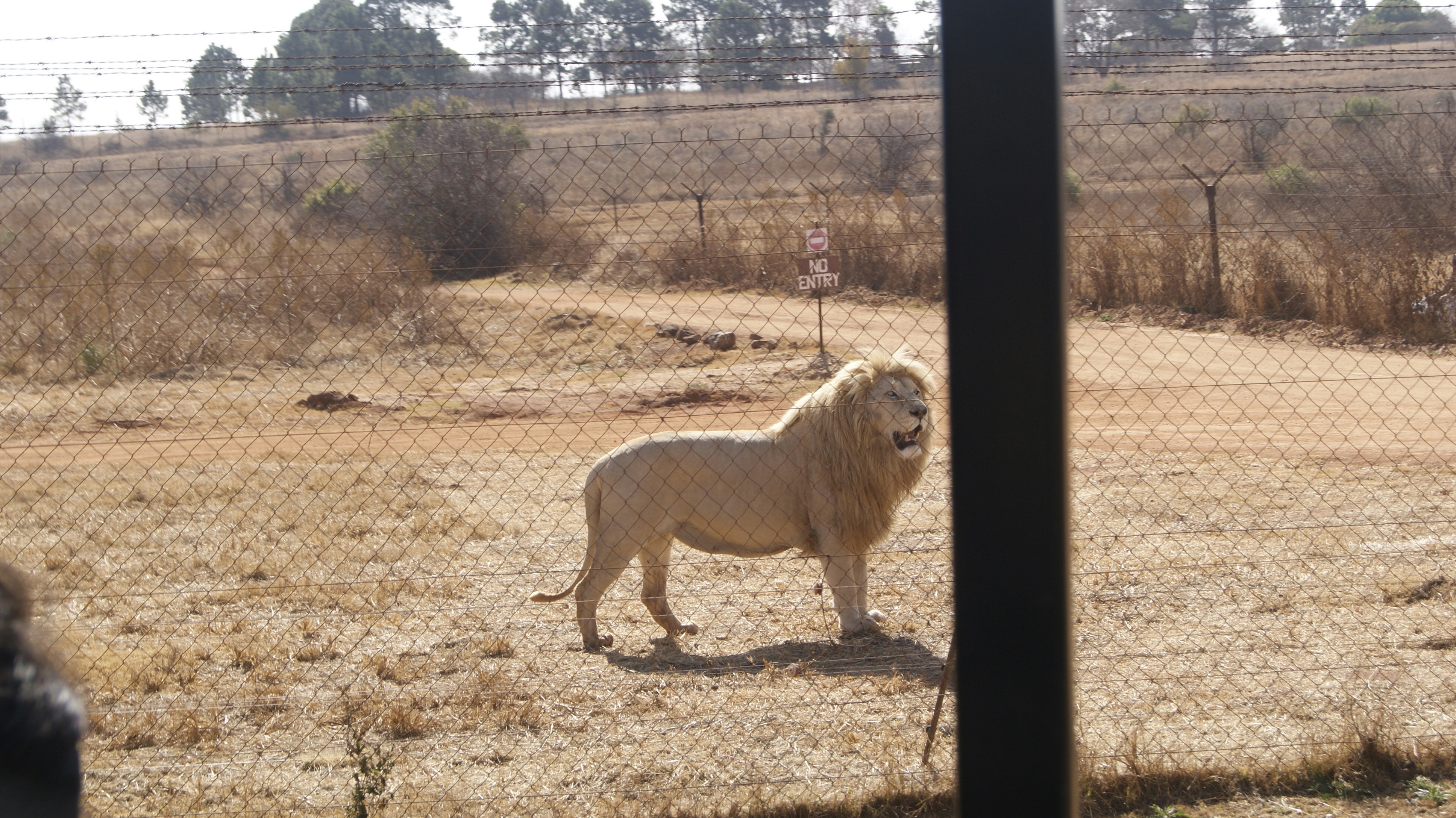 Drakenstein Lion Park