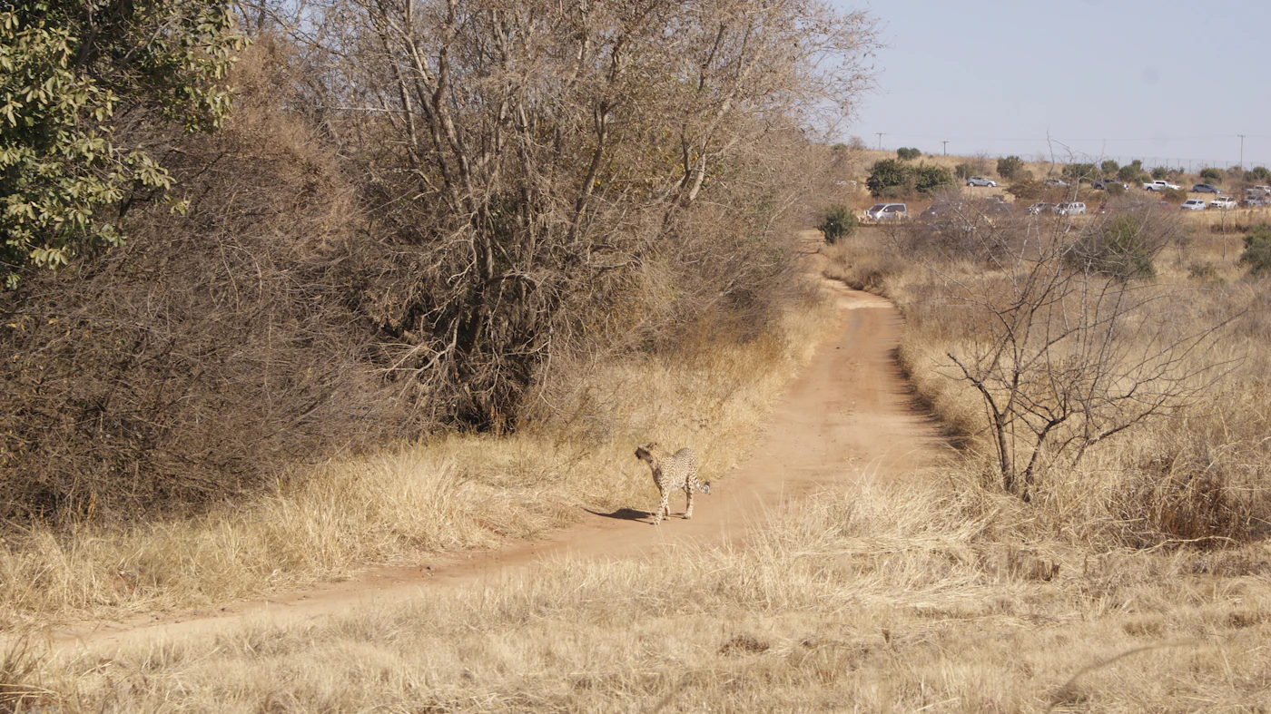 Madikwe Game Reserve