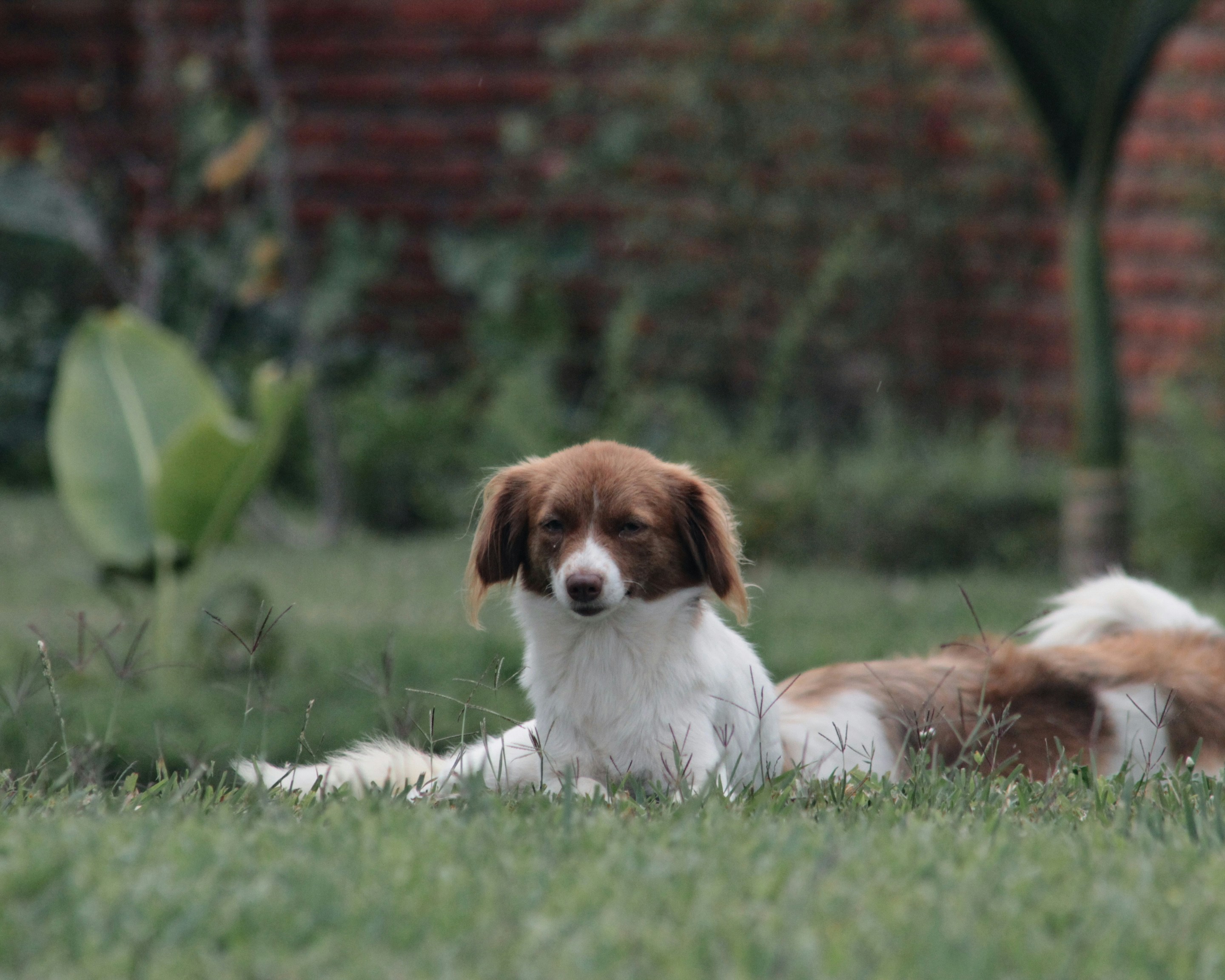 A dog is relaxing and lying on the grass.