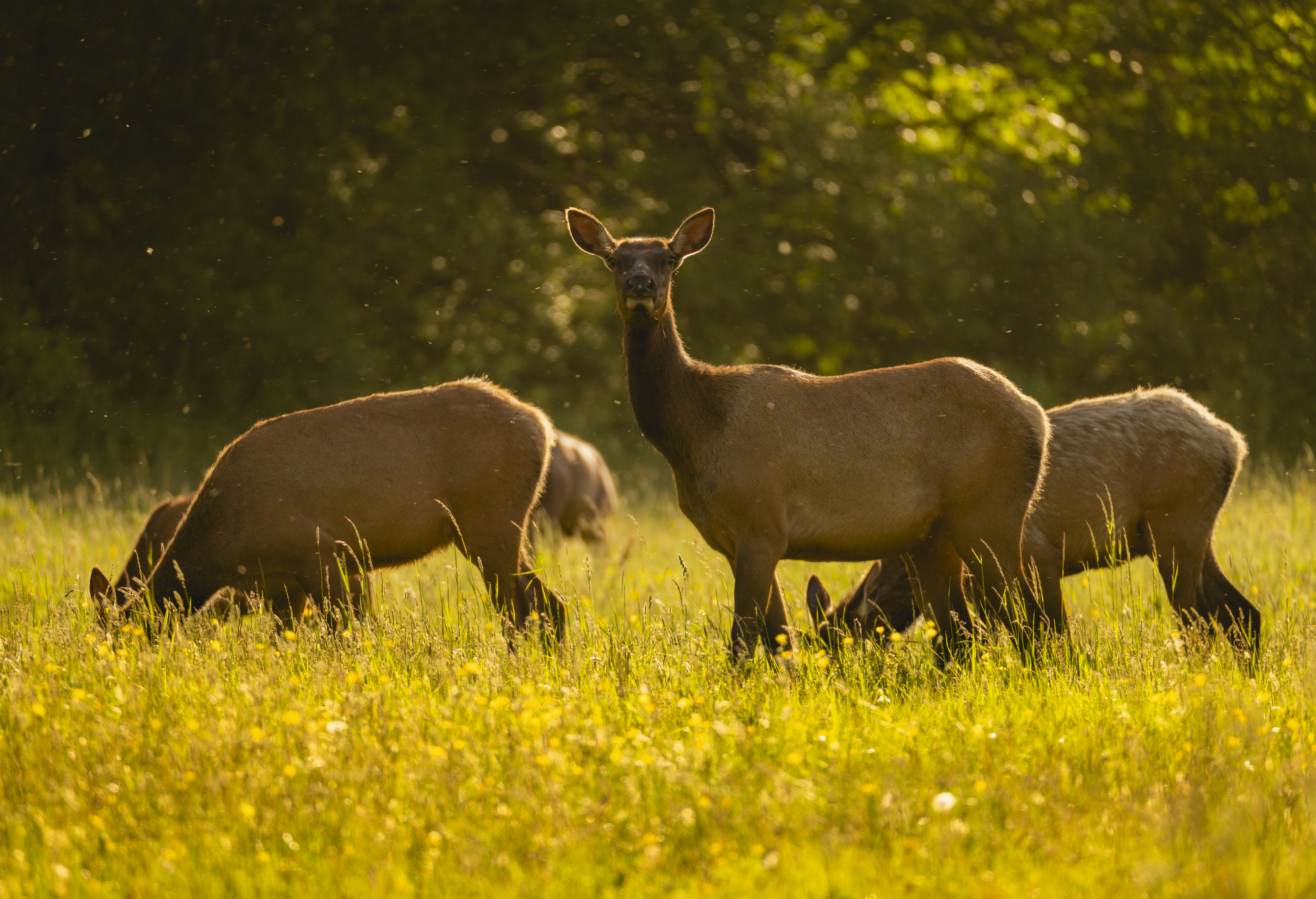Elk graze peacefully in a sunlit meadow.