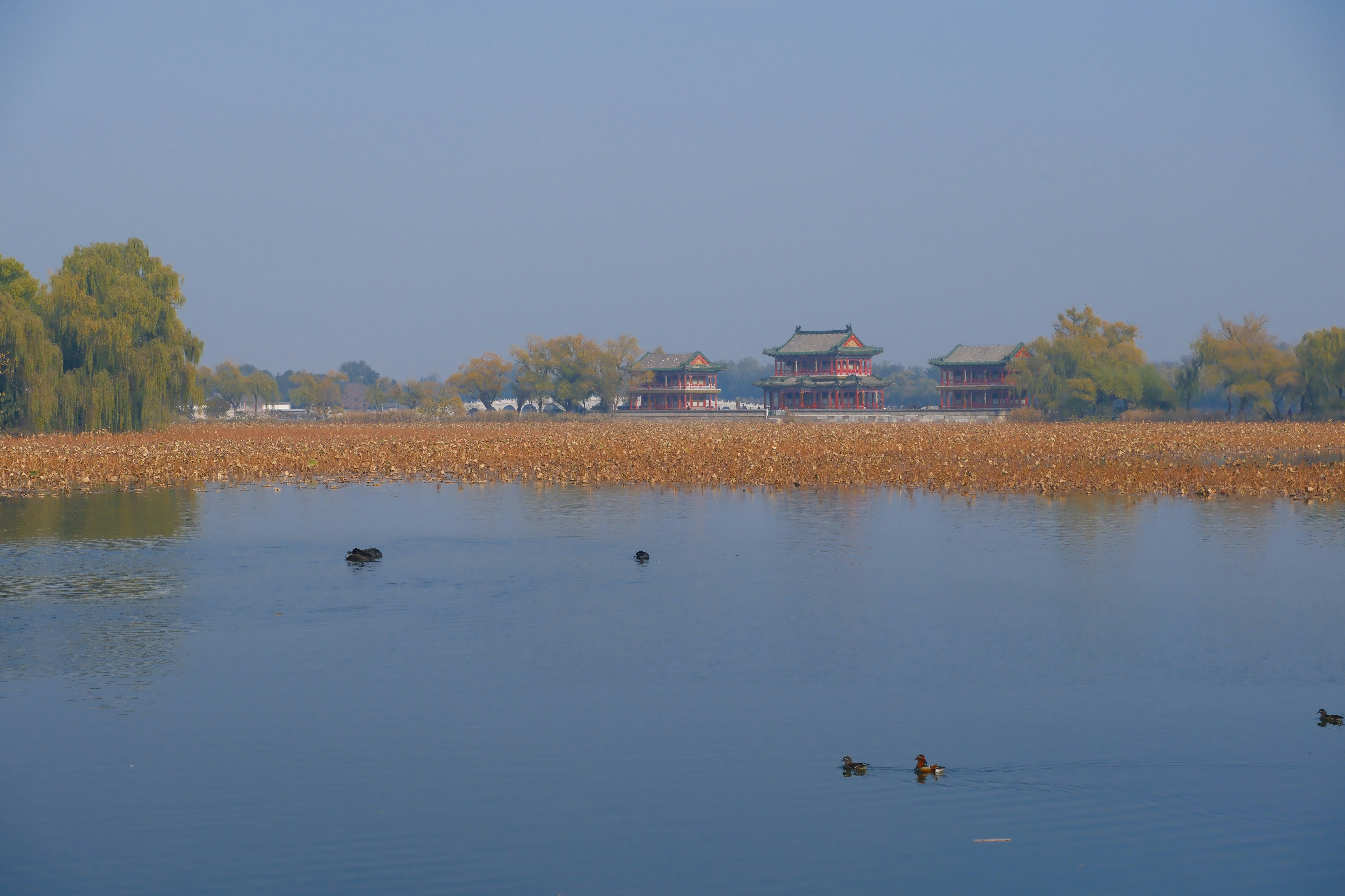 Photo by terrycarnivoroua