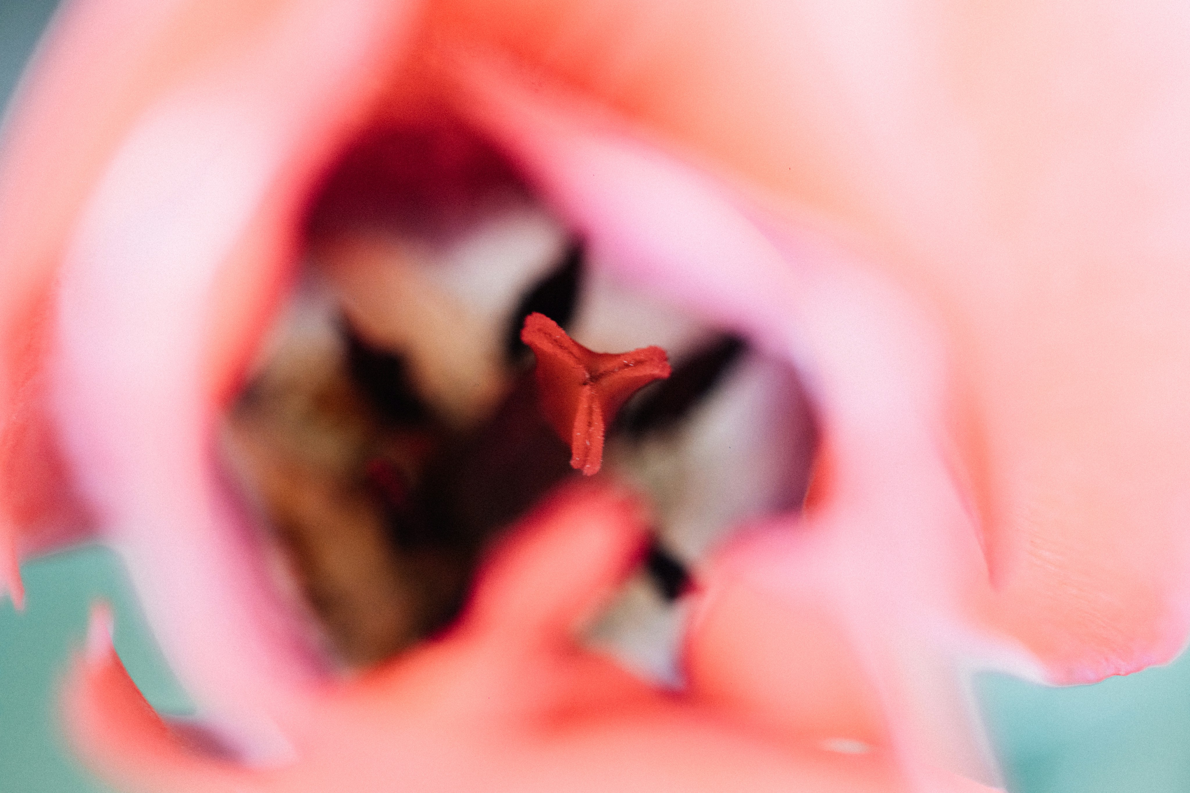Inside of a pink tulip flower is shown.