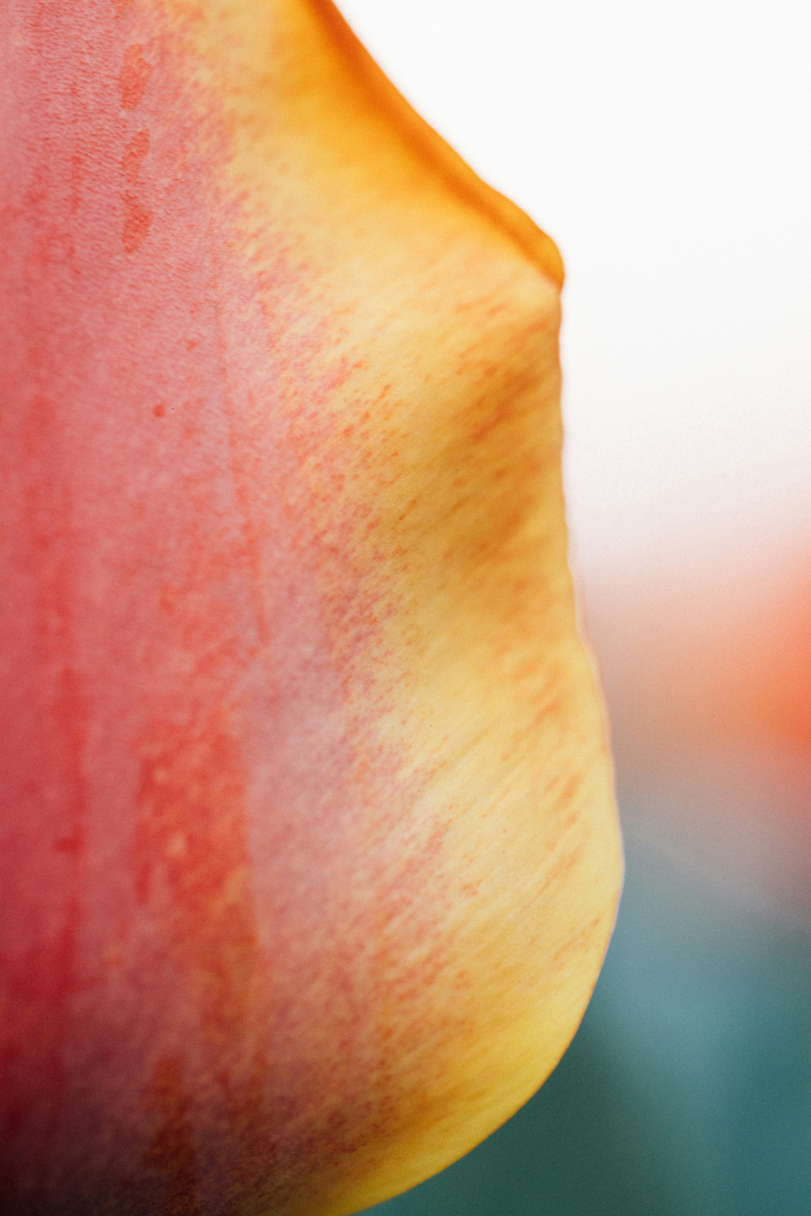 Photo by tsuyoshikozu