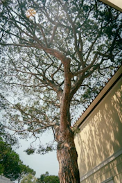 A large tree stands beside a building.