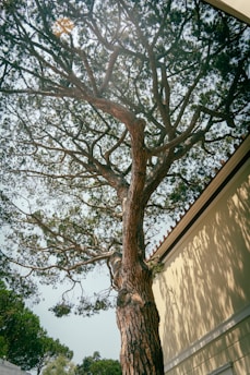 A large tree stands beside a building.