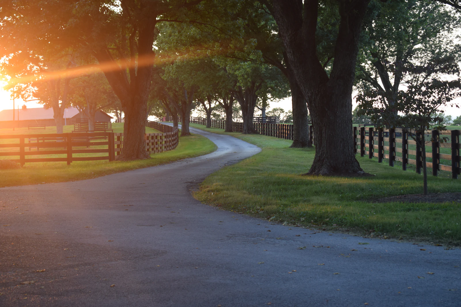 A winding tree-lined road through green Kentucky horse country at golden hour