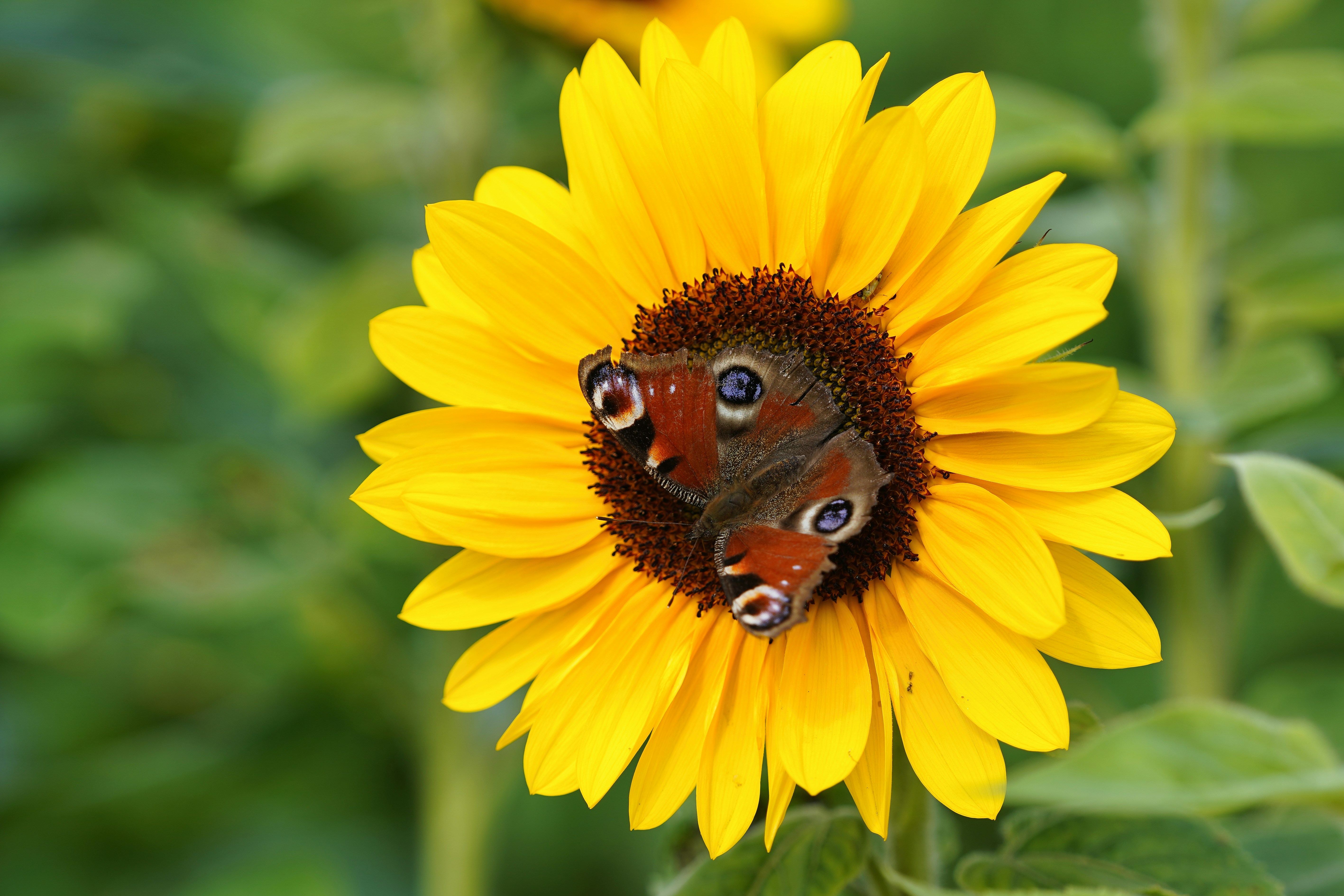 Photo by hamburgmeinefreundin