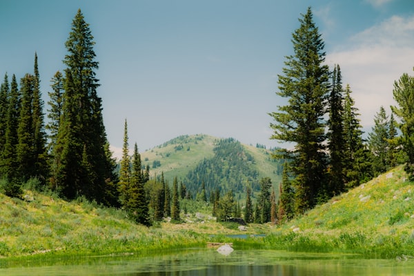 Serene green valley surrounded by trees and mountains
