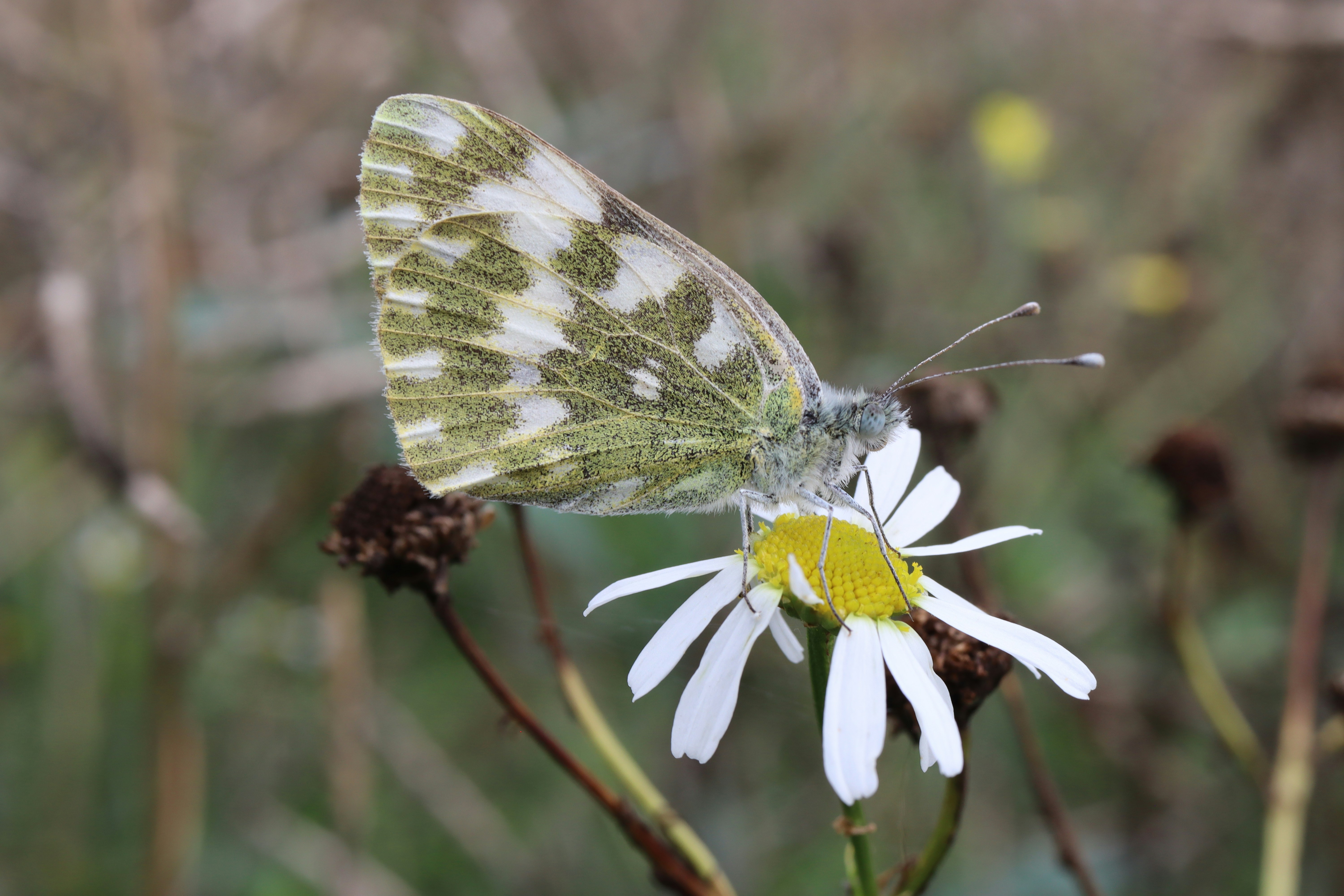 Una farfalla si posa su una margherita.