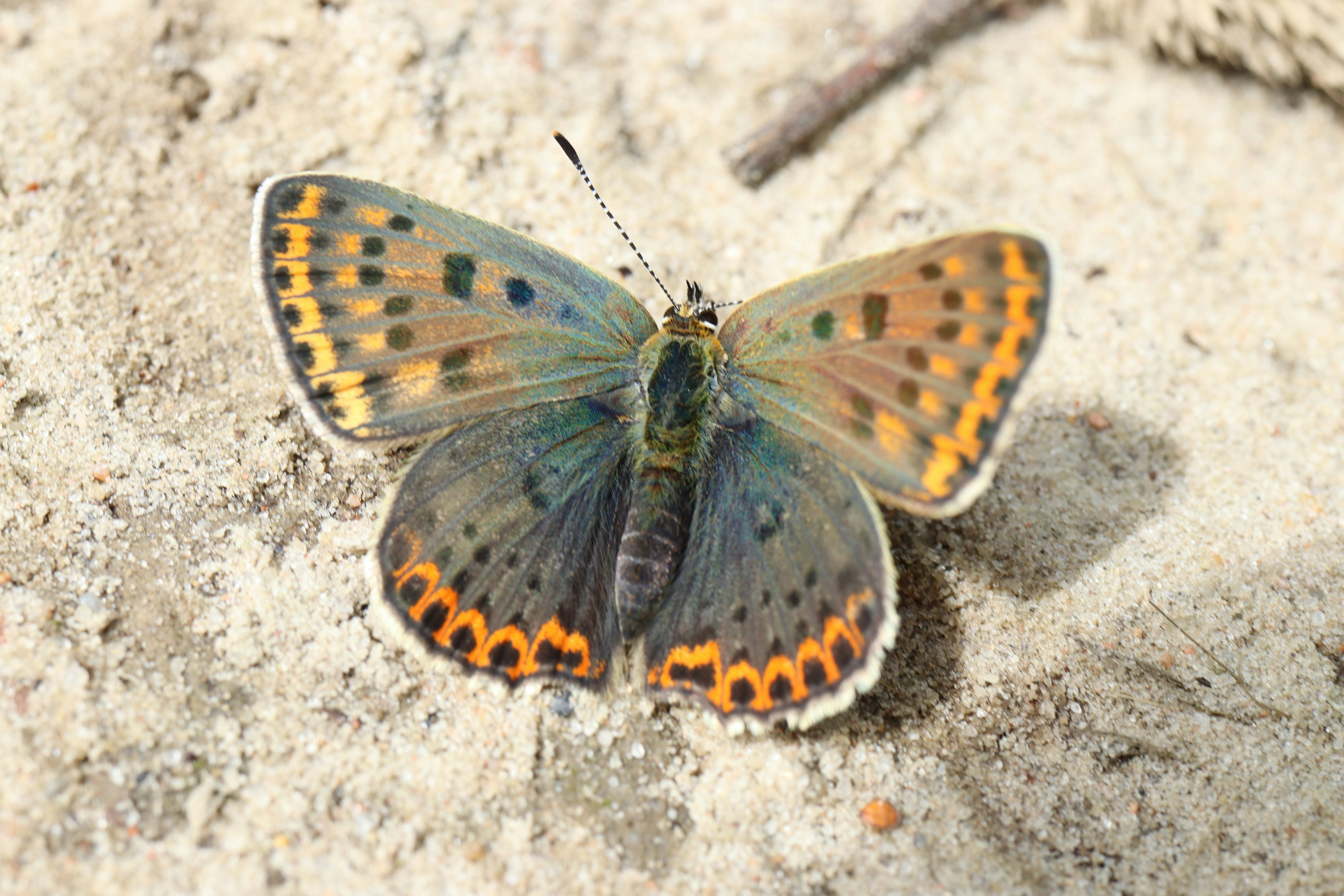 Una farfalla riposa sul terreno sabbioso.