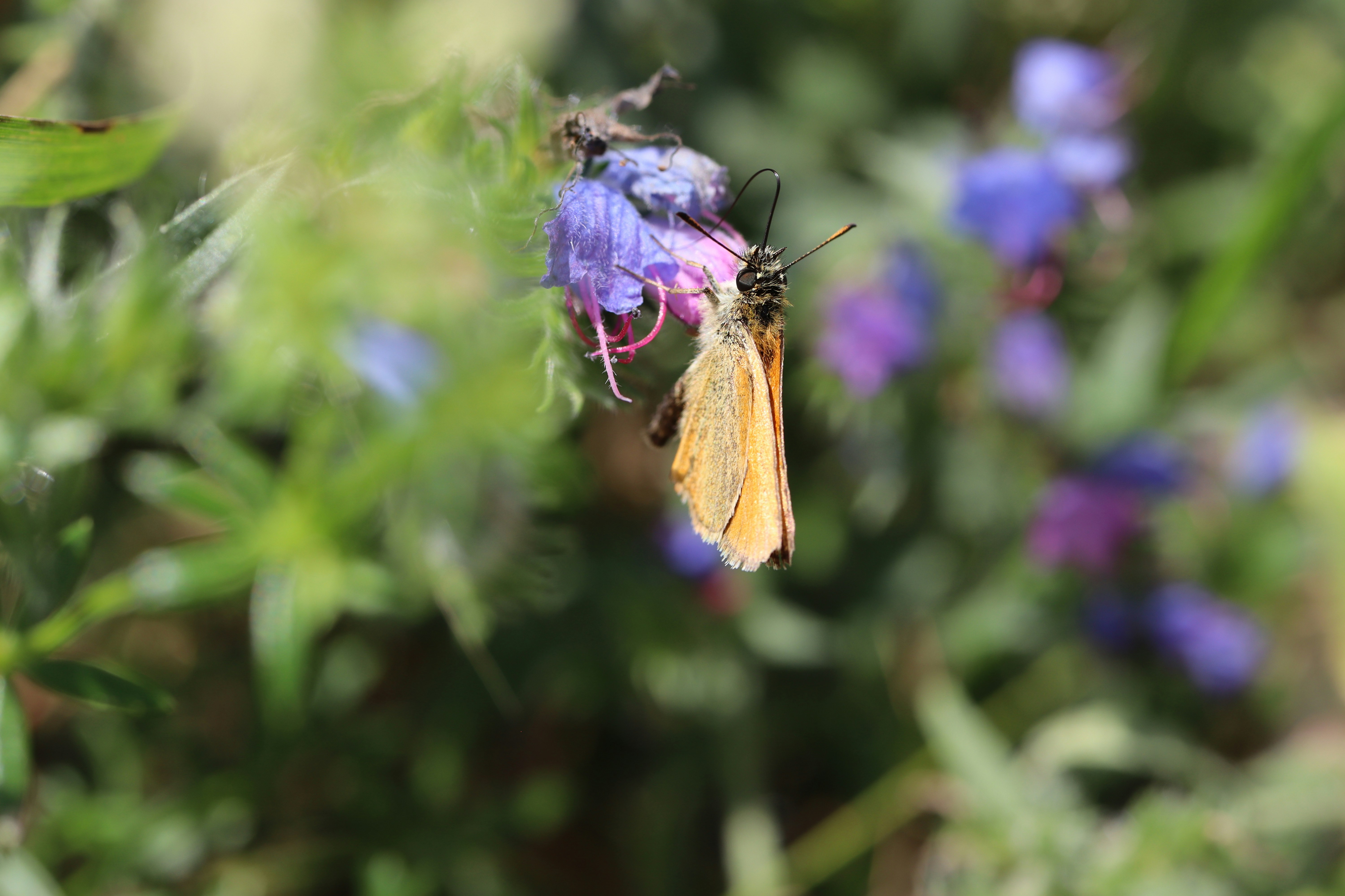 Una farfalla sorseggia il nettare di un fiore.