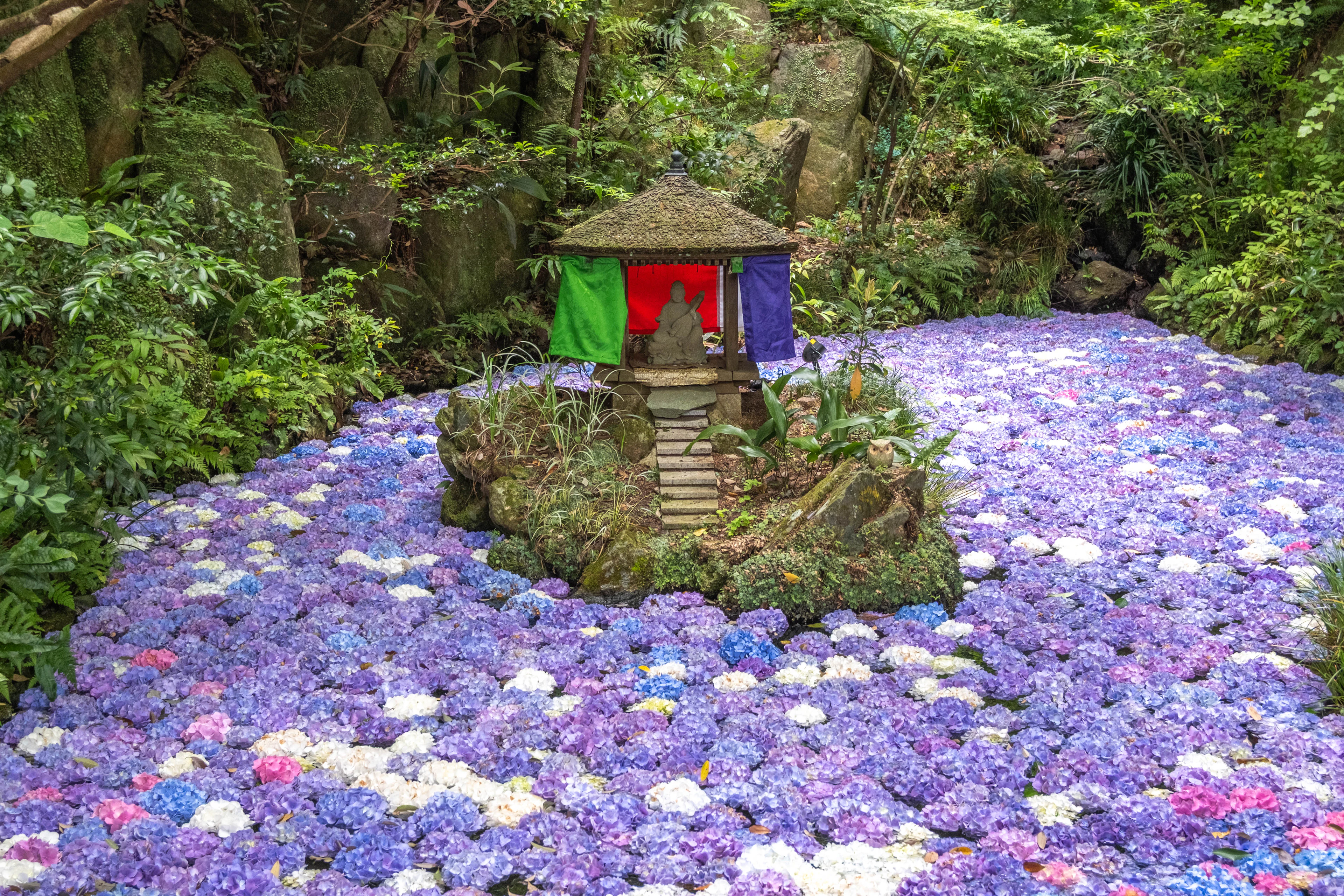 A small stone lantern shrine sits amid a dense carpet of blue and purple hydrangea blossoms in a forest garden.