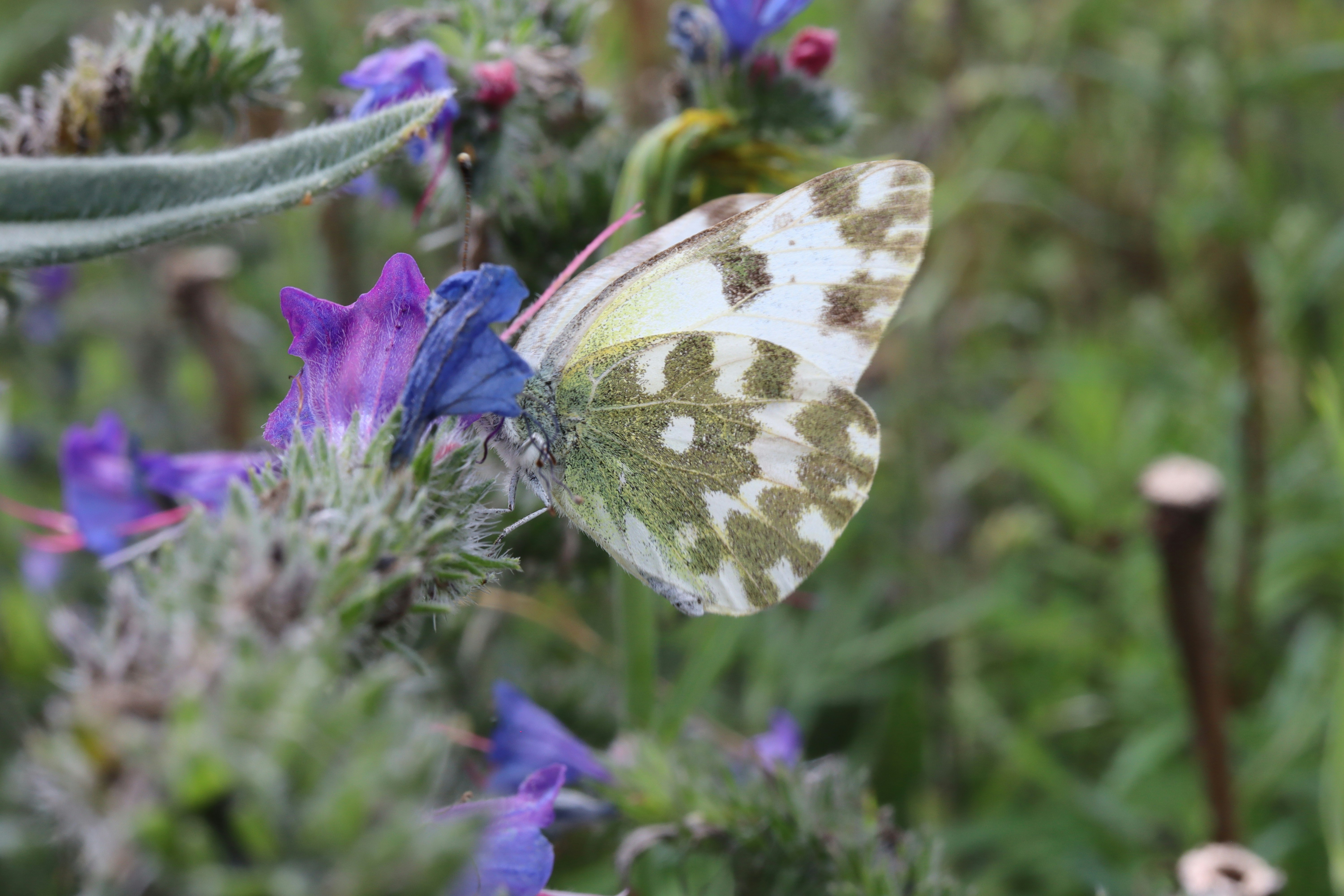 La farfalla con le ali modellate poggia su un fiore viola.