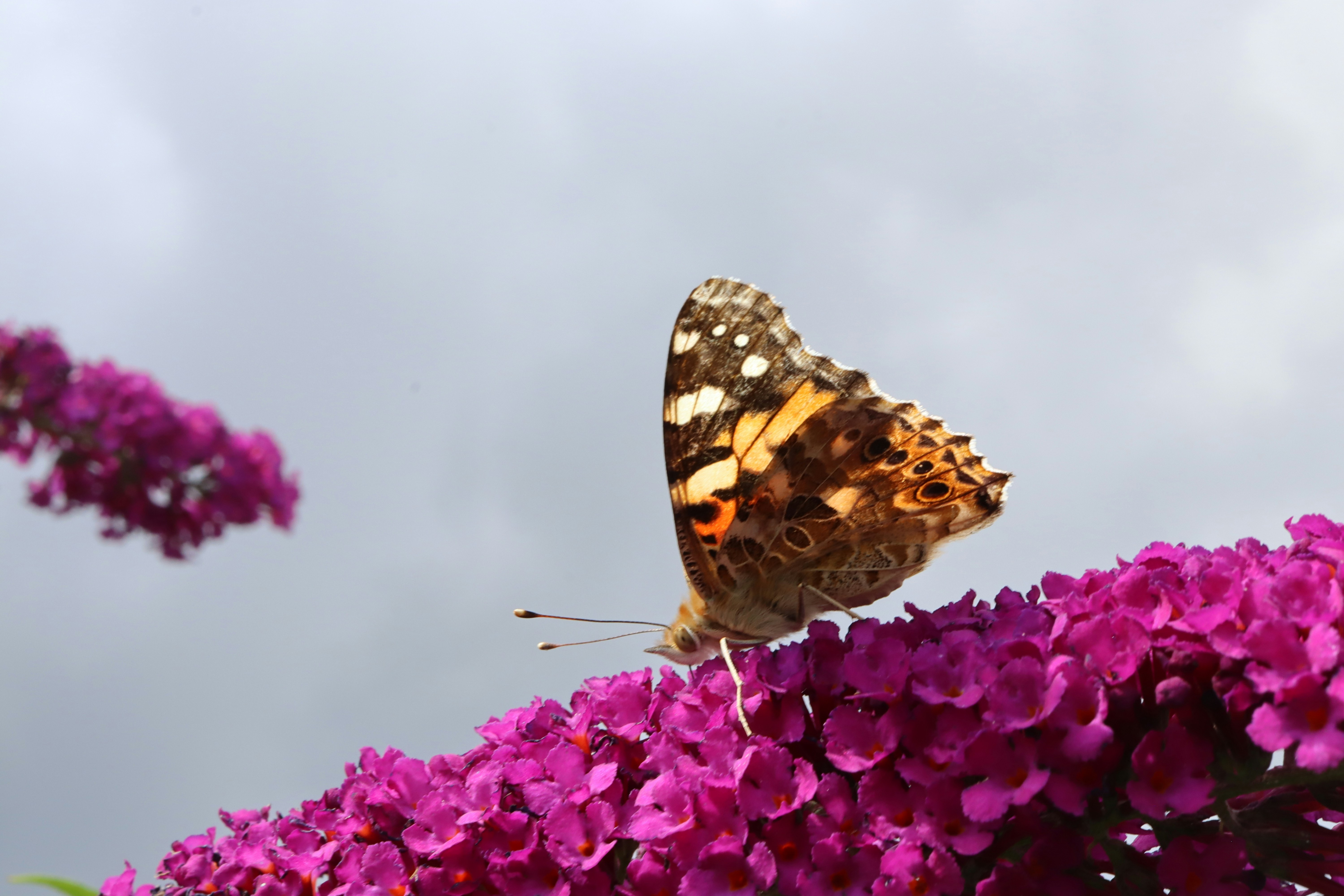 Una farfalla si posa su vivaci fiori viola.