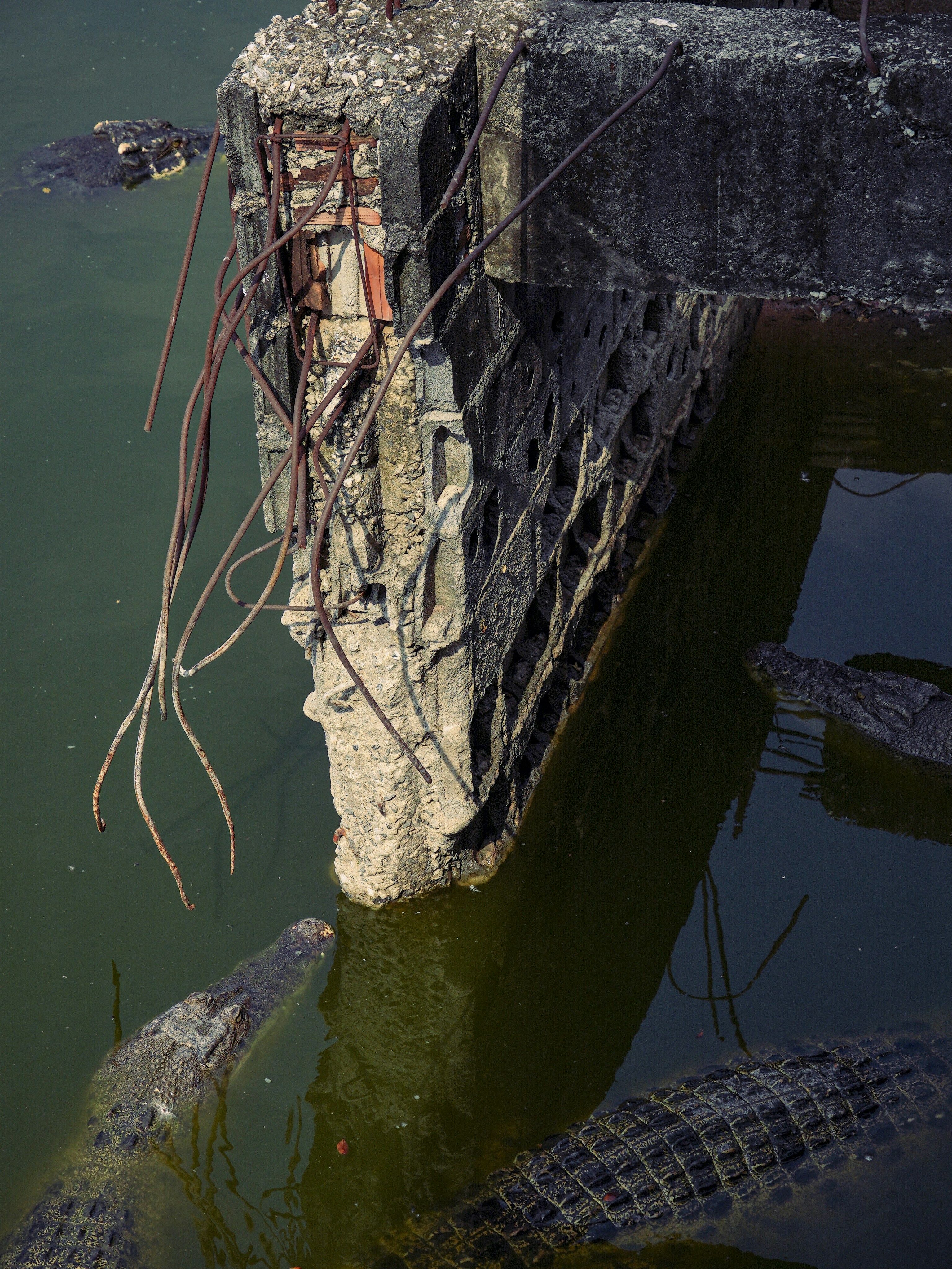 Crocodiles surround a decaying concrete structure in water.