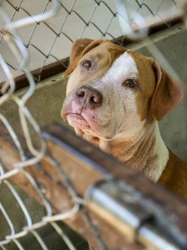 Pit bull sadly looks through the fence.