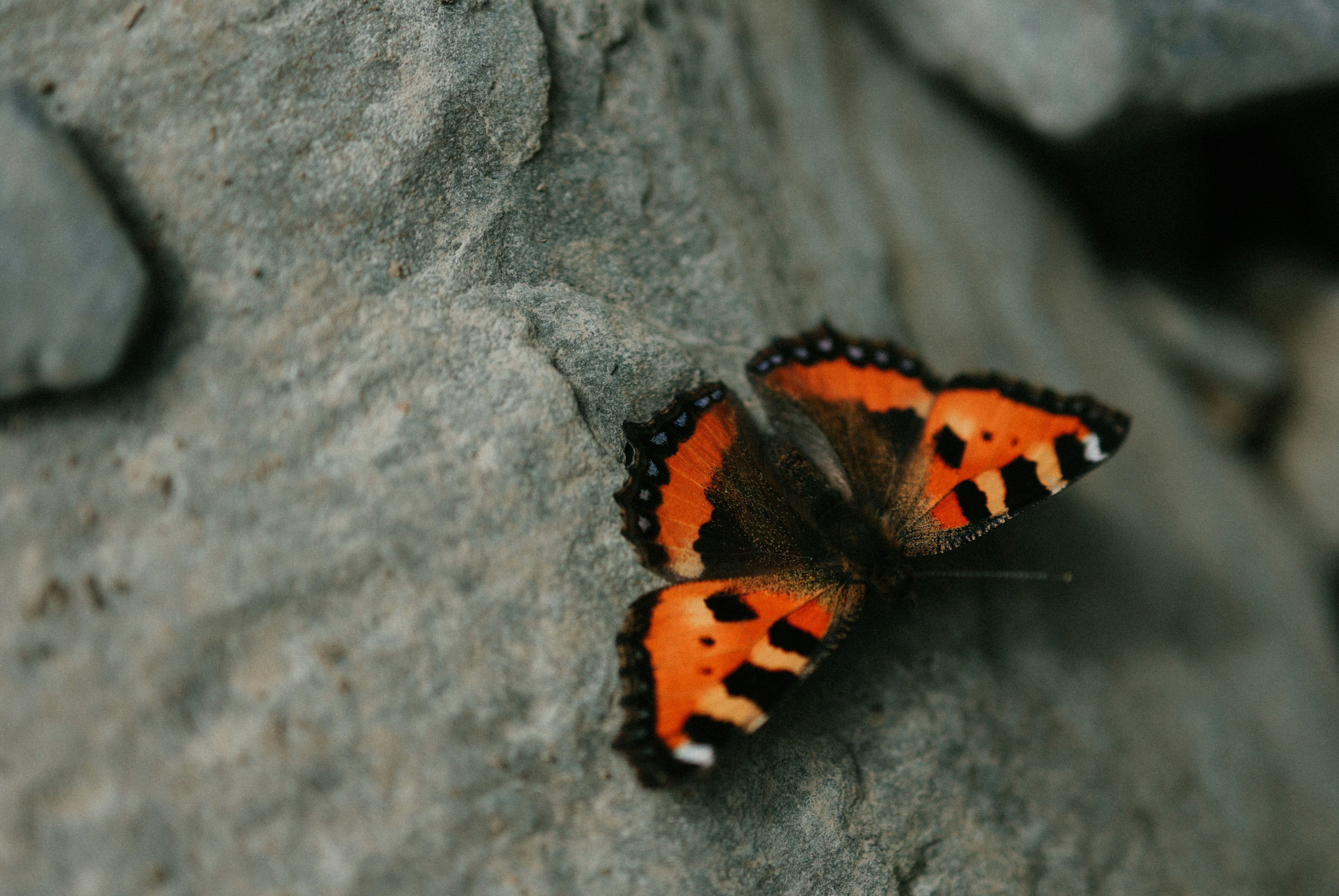 Un papillon coloré se repose sur un rocher.