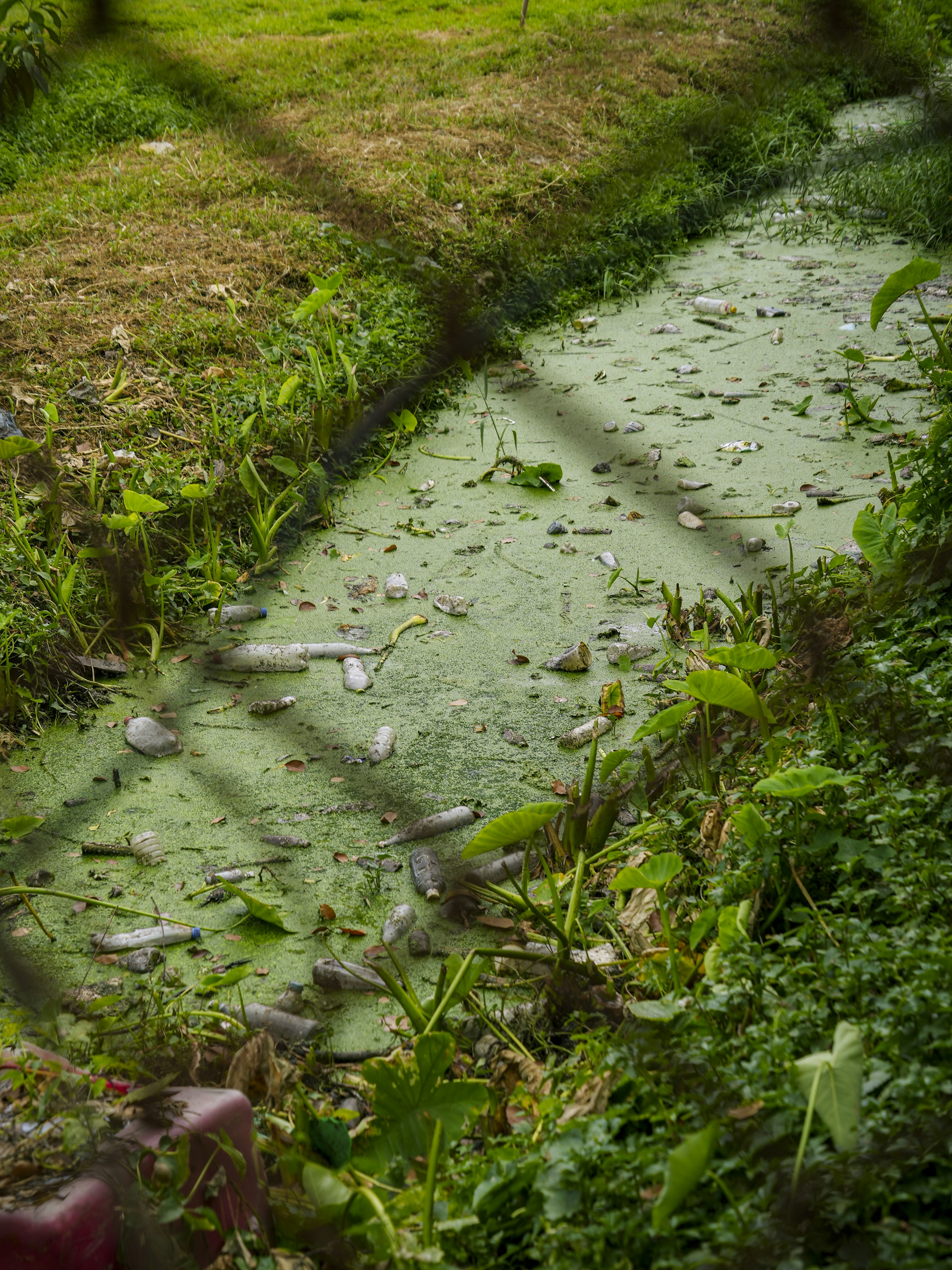 A polluted stream is filled with trash and algae.