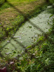 A polluted stream is filled with trash and algae.