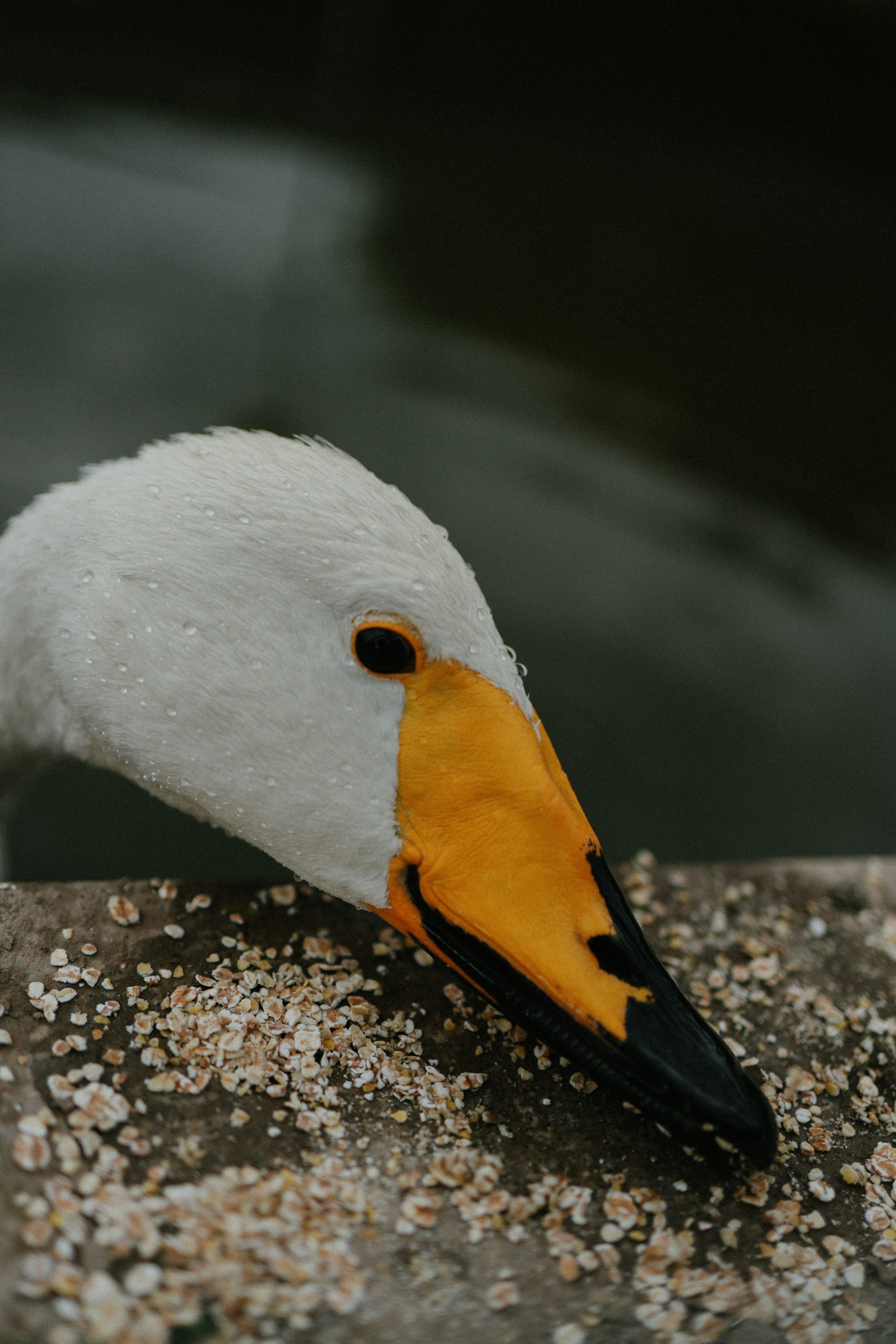 Un cygne blanc picore la surface du béton.