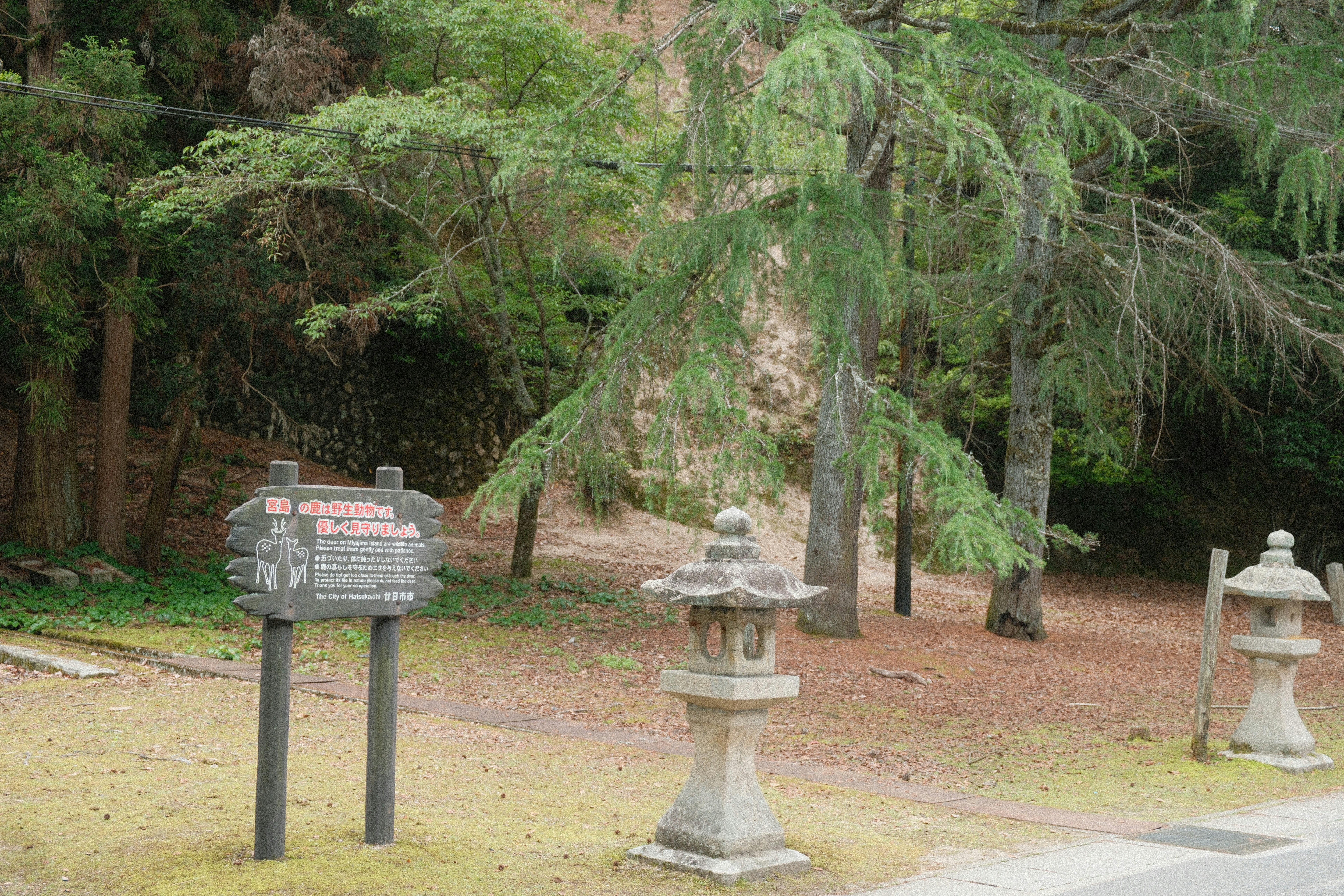 Trees and stone lanterns in a peaceful setting.
