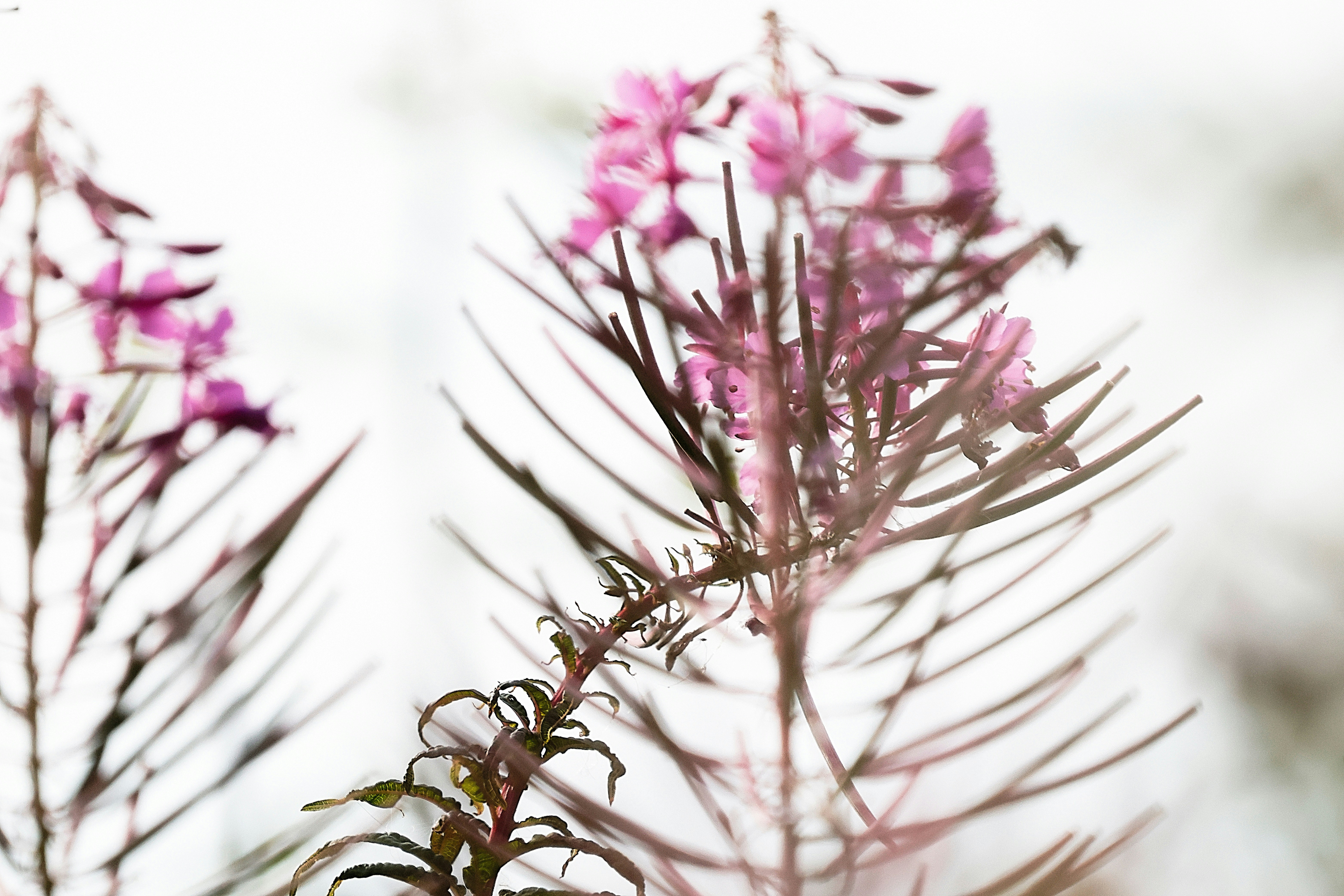 Pink flowers and dark stems against white background.
