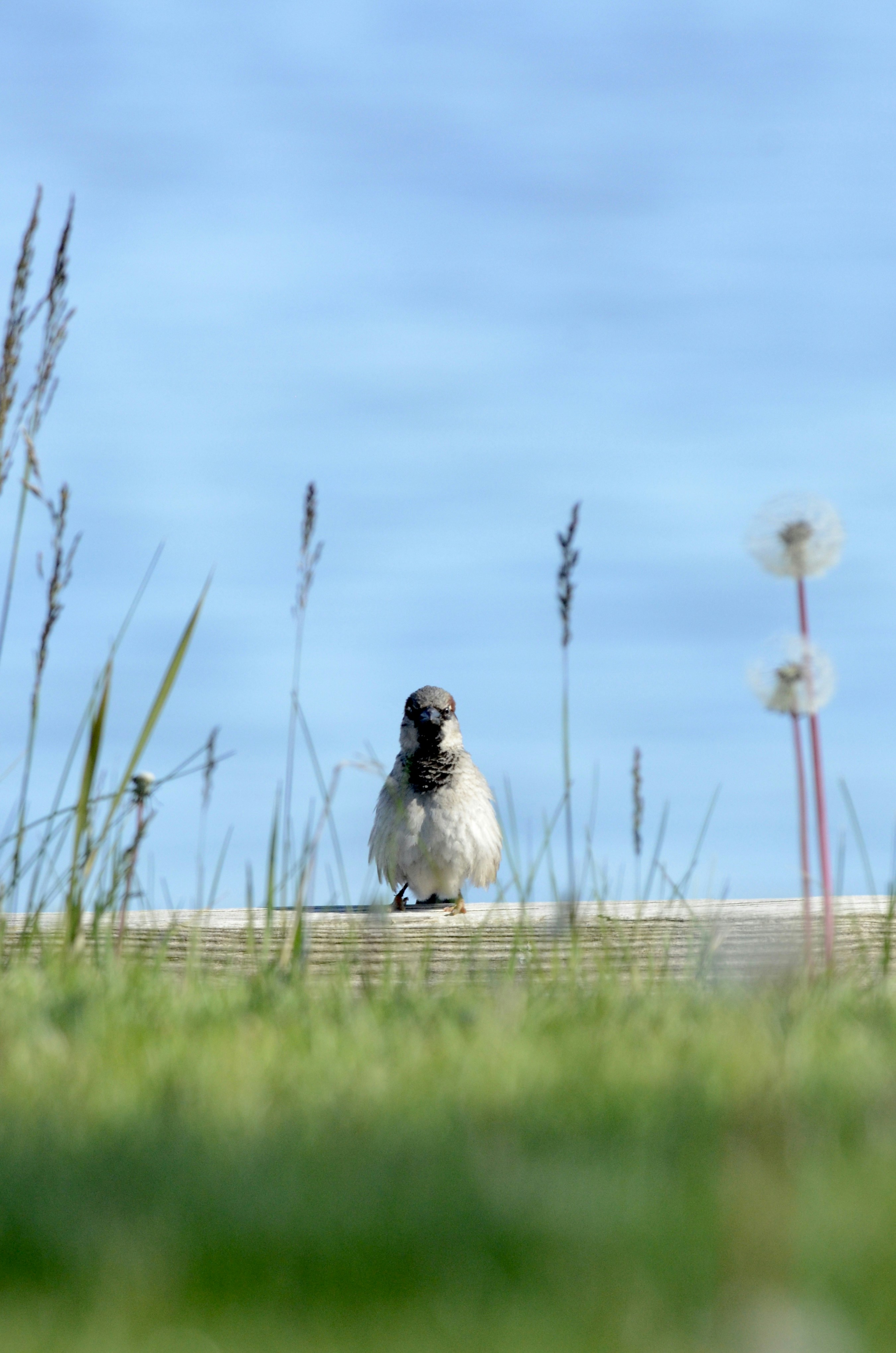A small sparrow perched on a wooden surface.