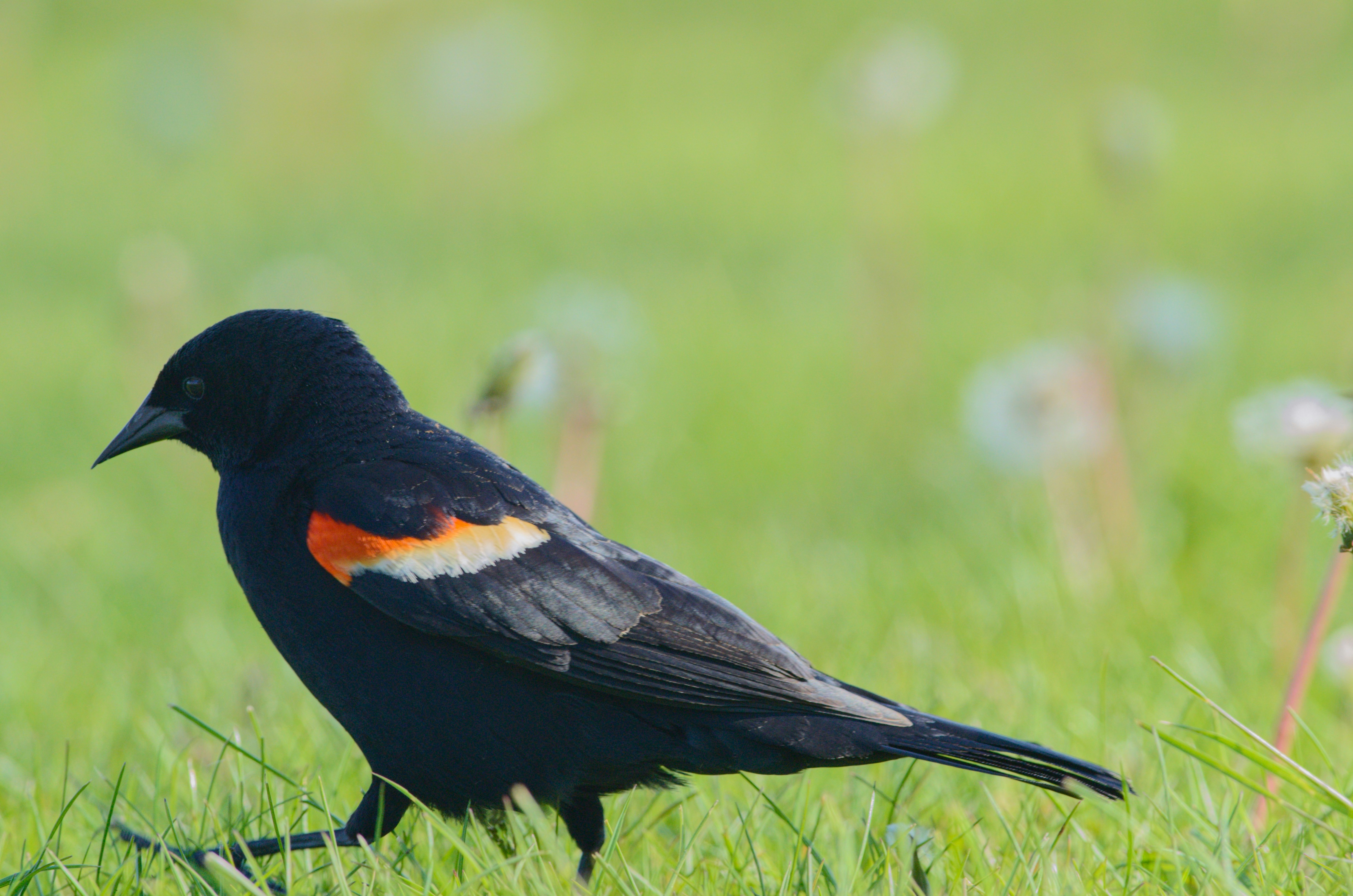 Photo by cam_ballard