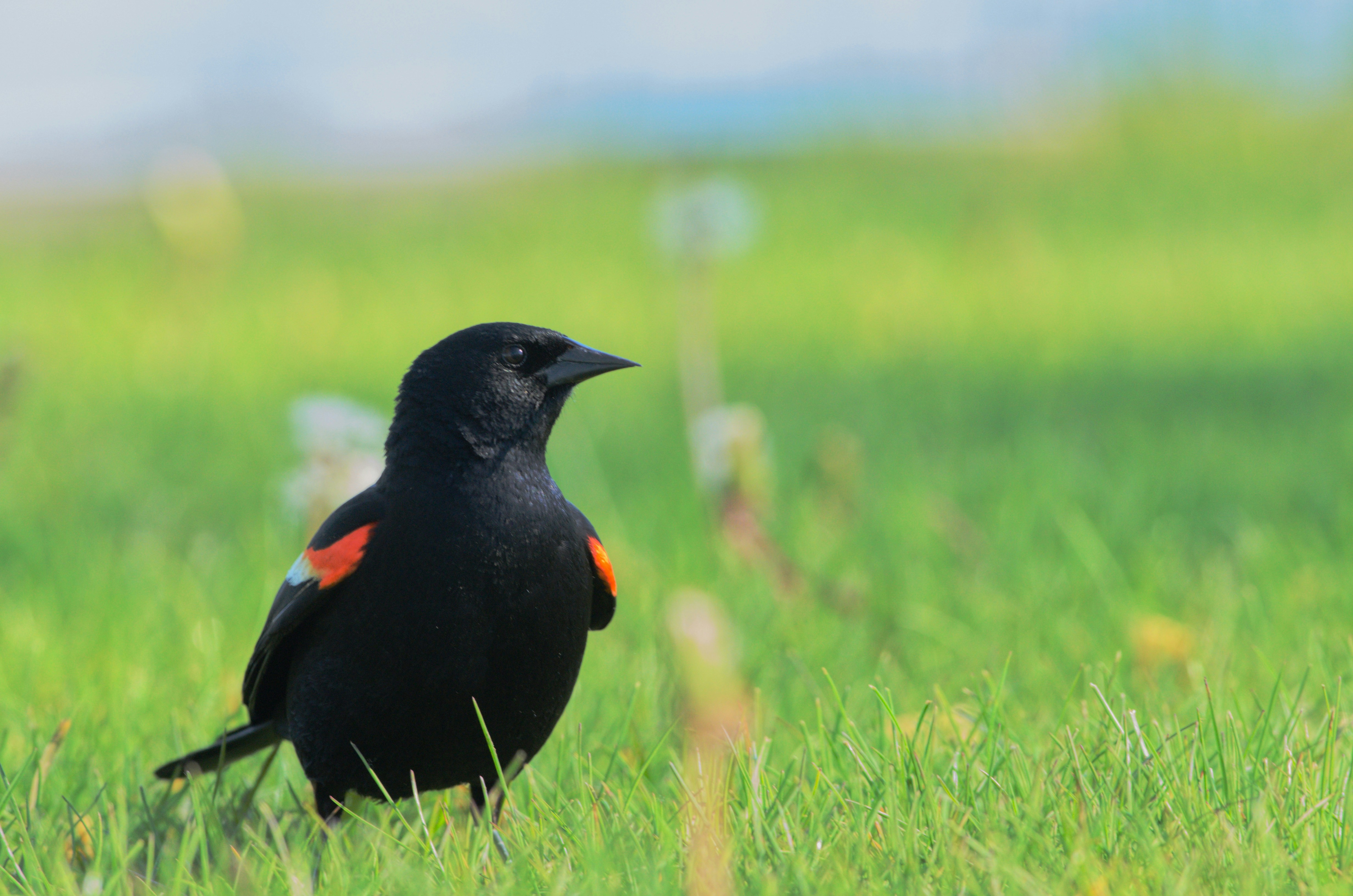 Photo by cam_ballard