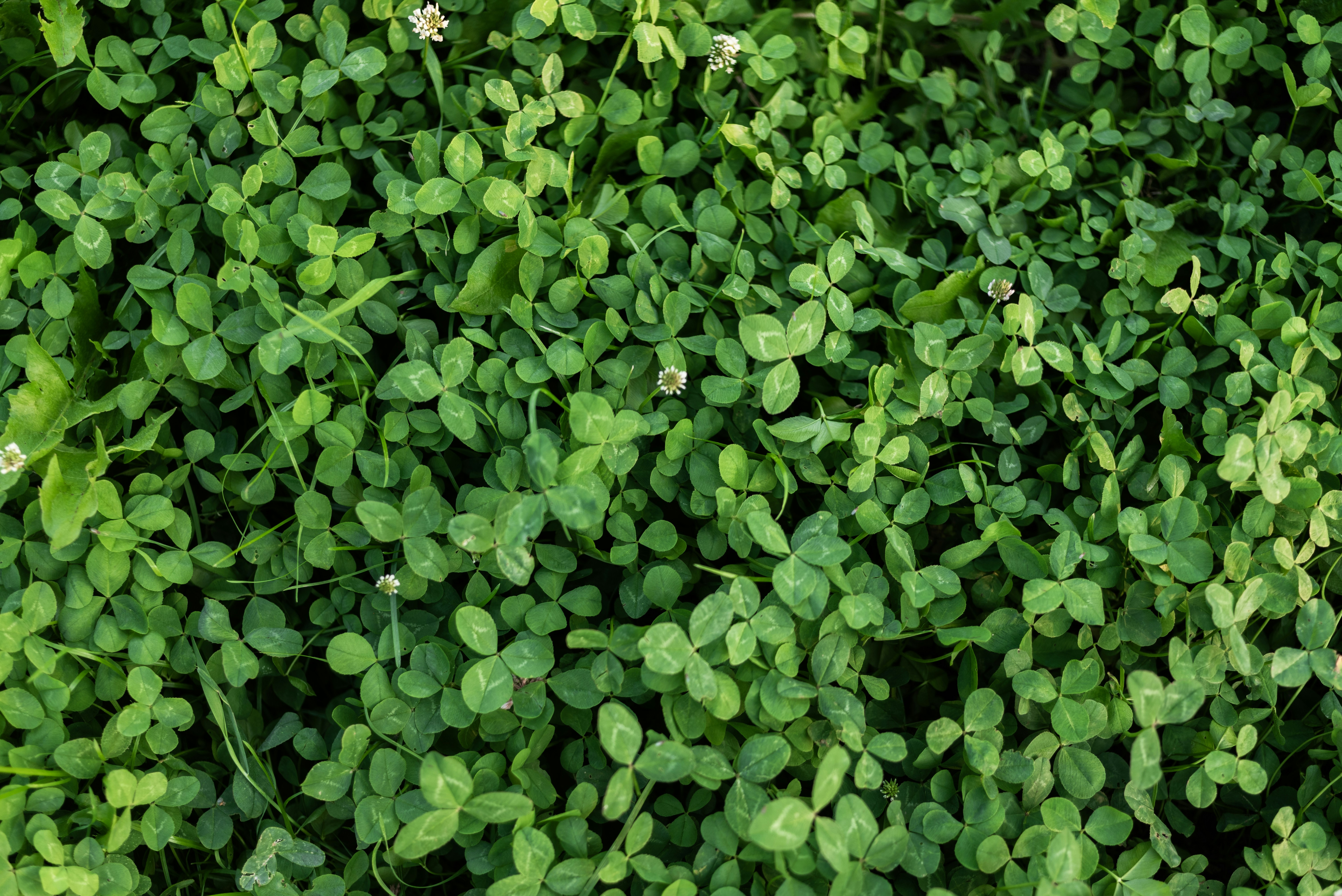 Photo by andrilliardbond