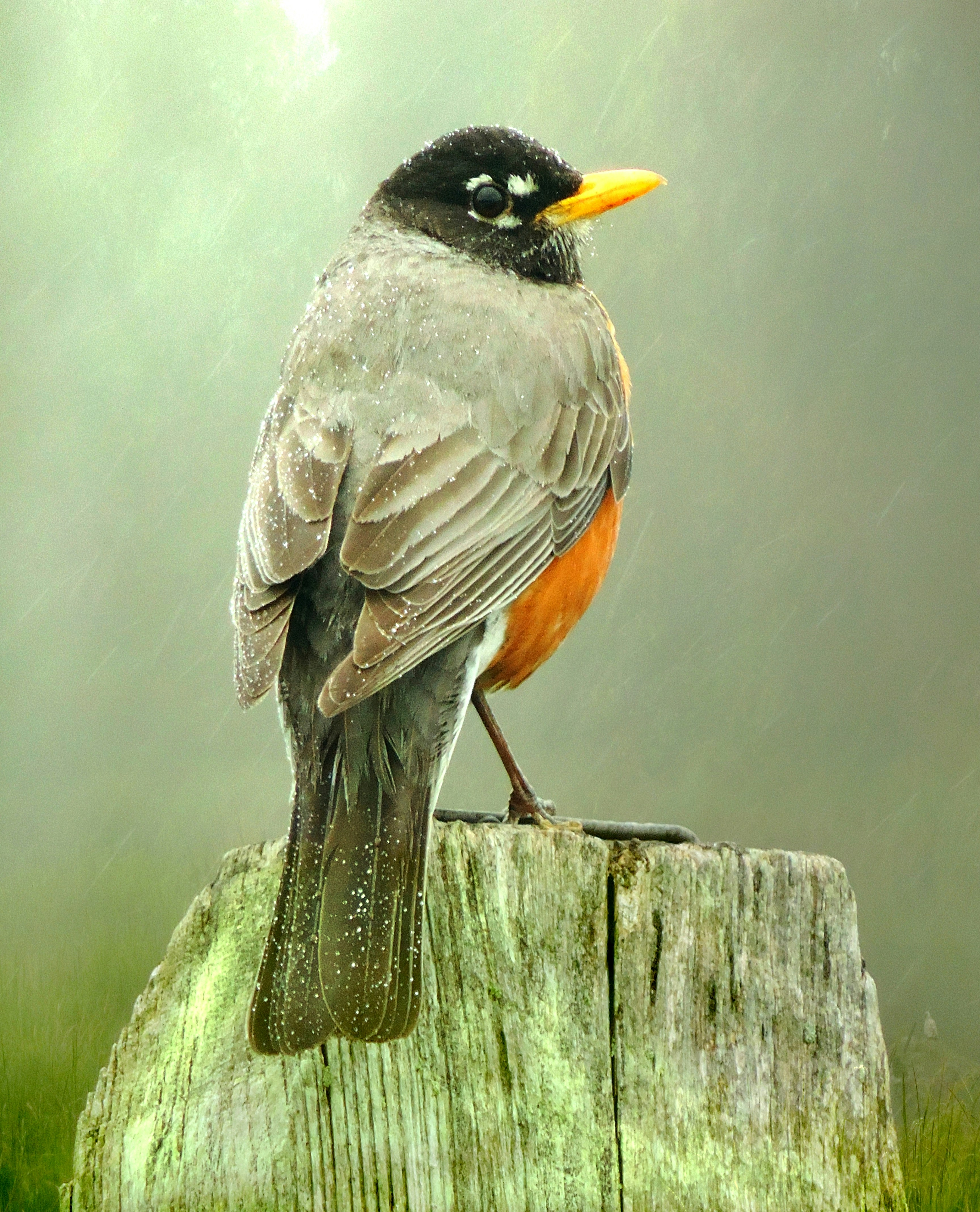 A robin sits calmly in the rain.