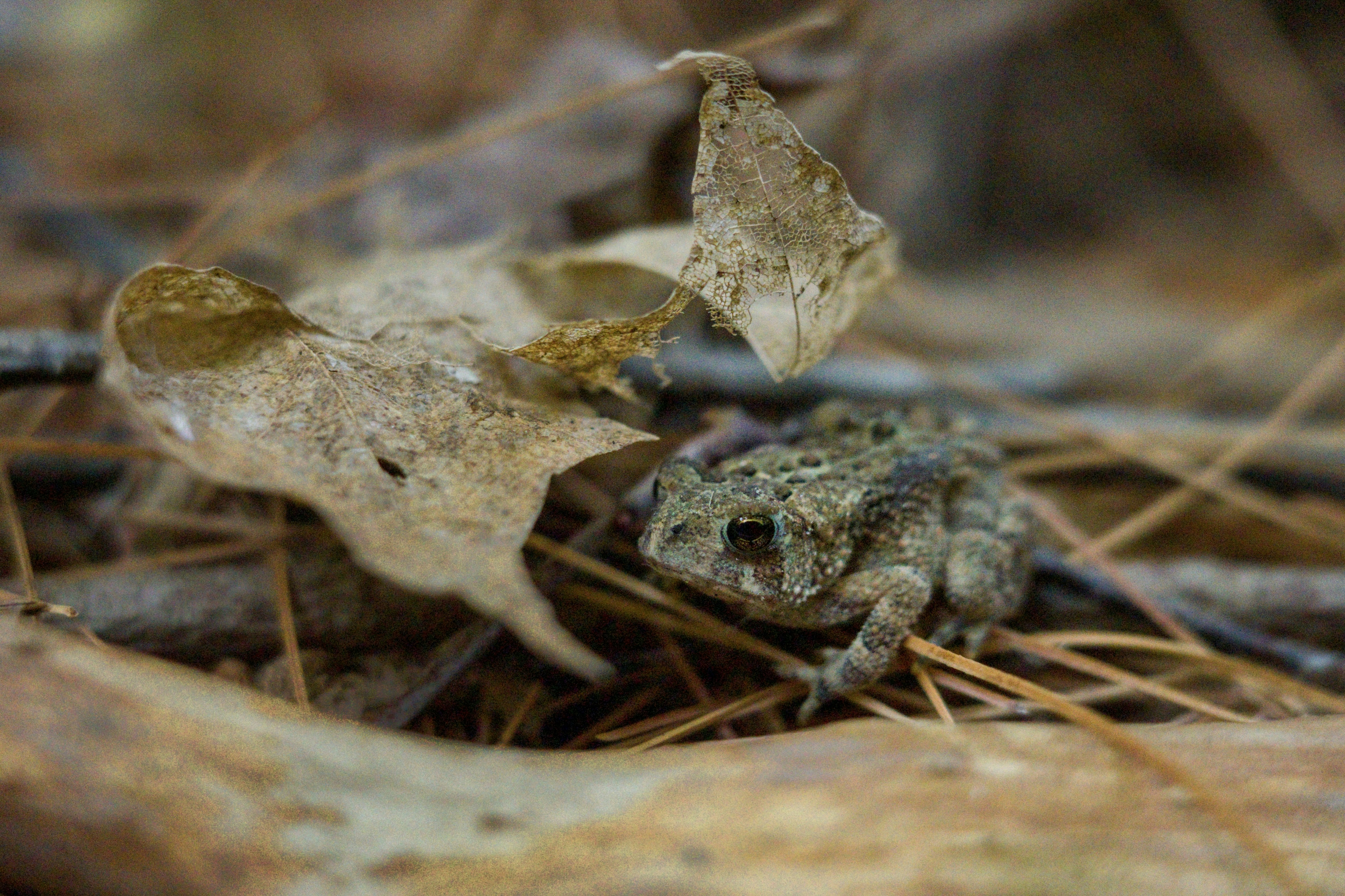 A small toad hides among leaves.
