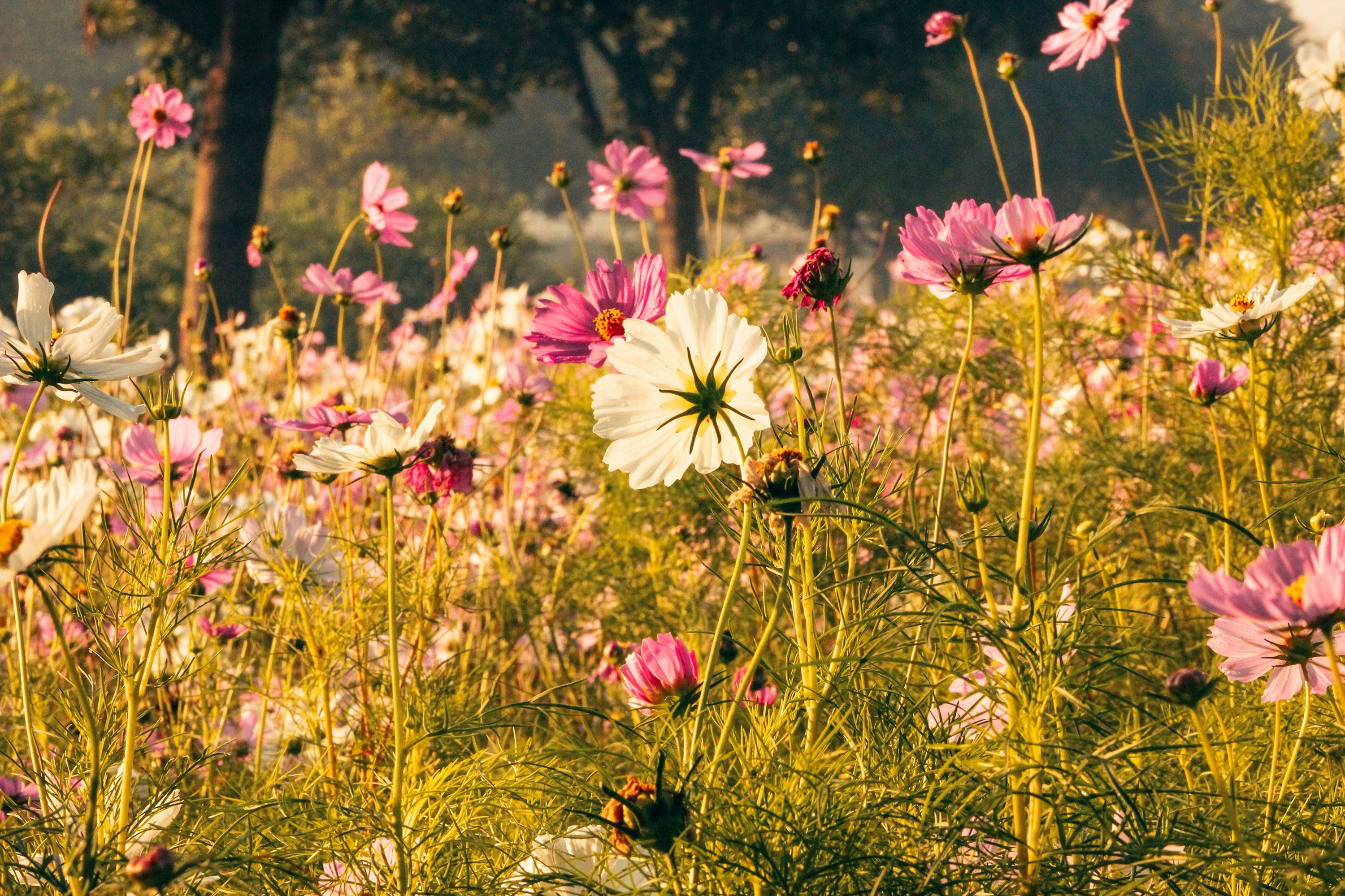 Photo by varunnmehra