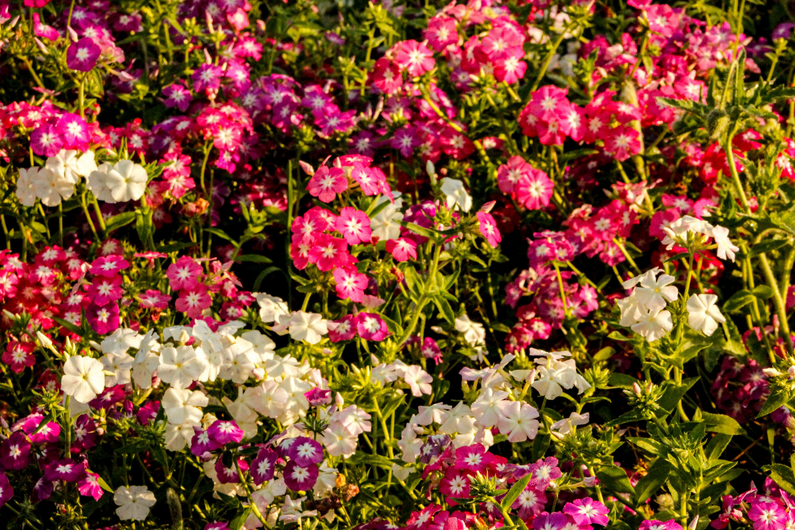 Photo by varunnmehra