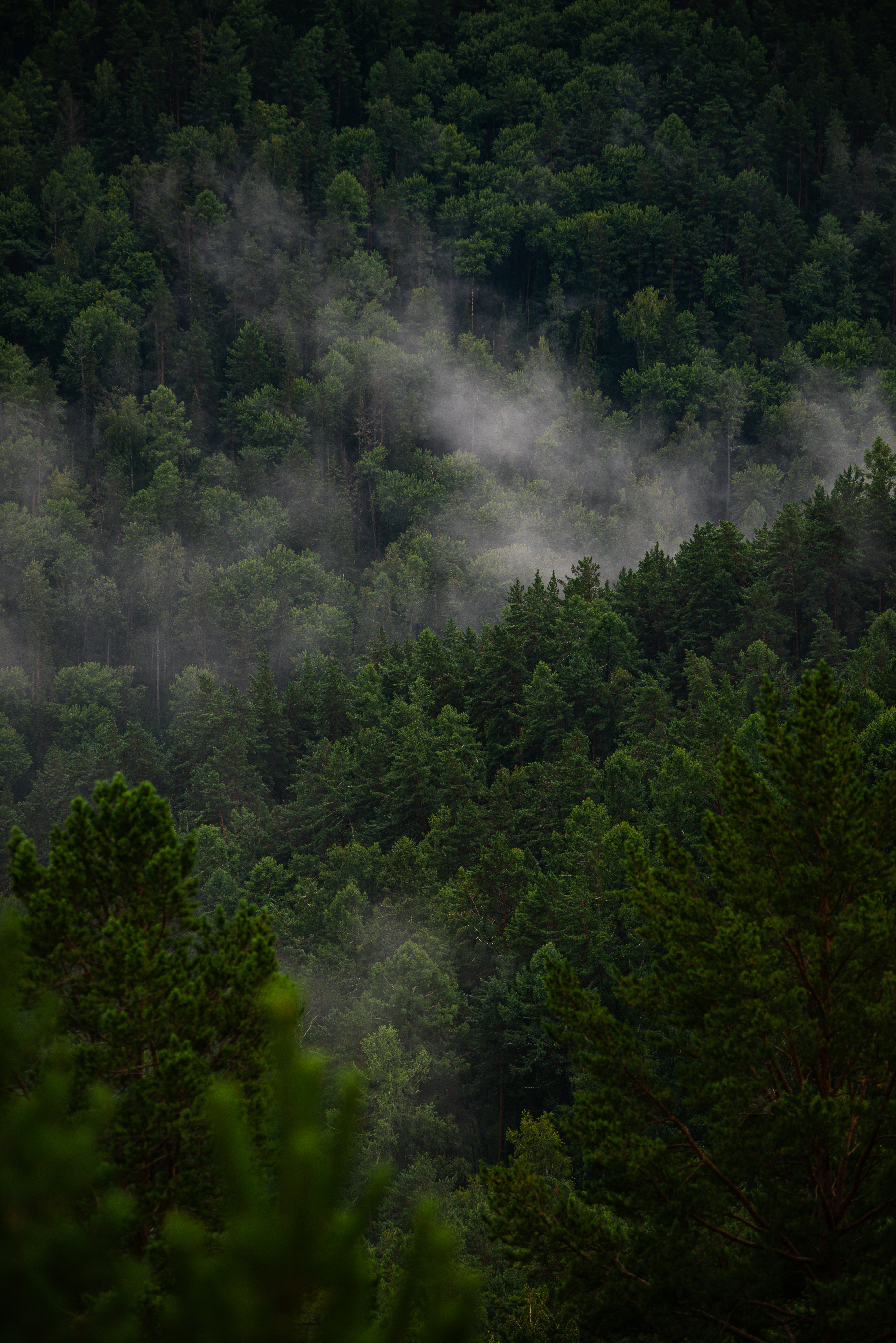 Fog drifts over a dense, lush forest.